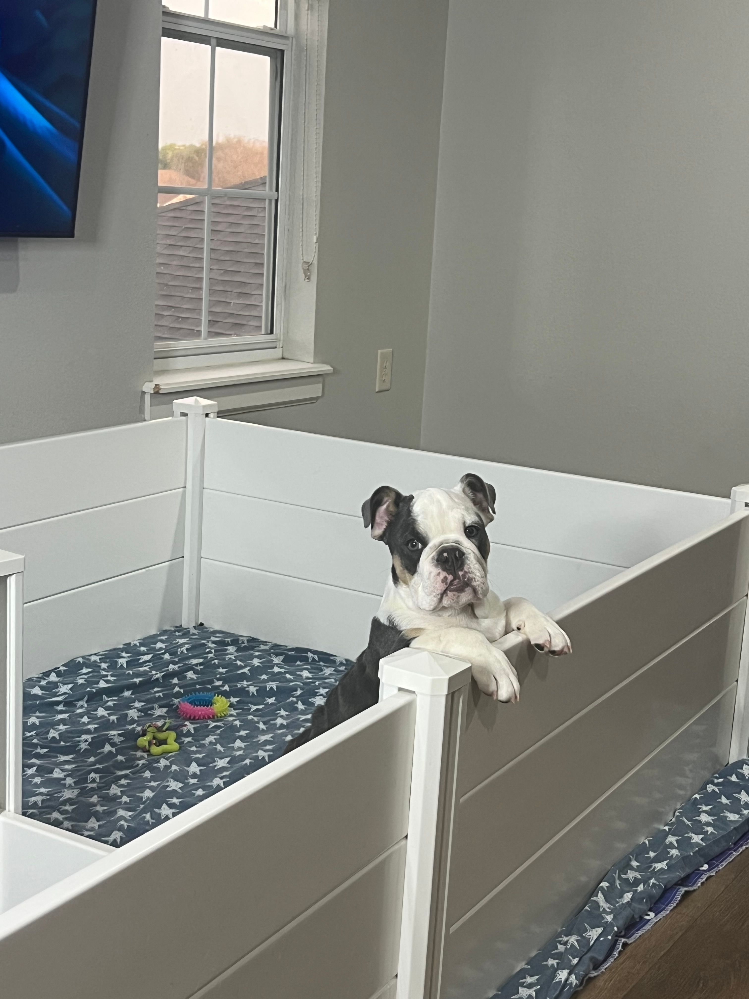 Star – English Bulldog puppy for sale in Bartow, FL