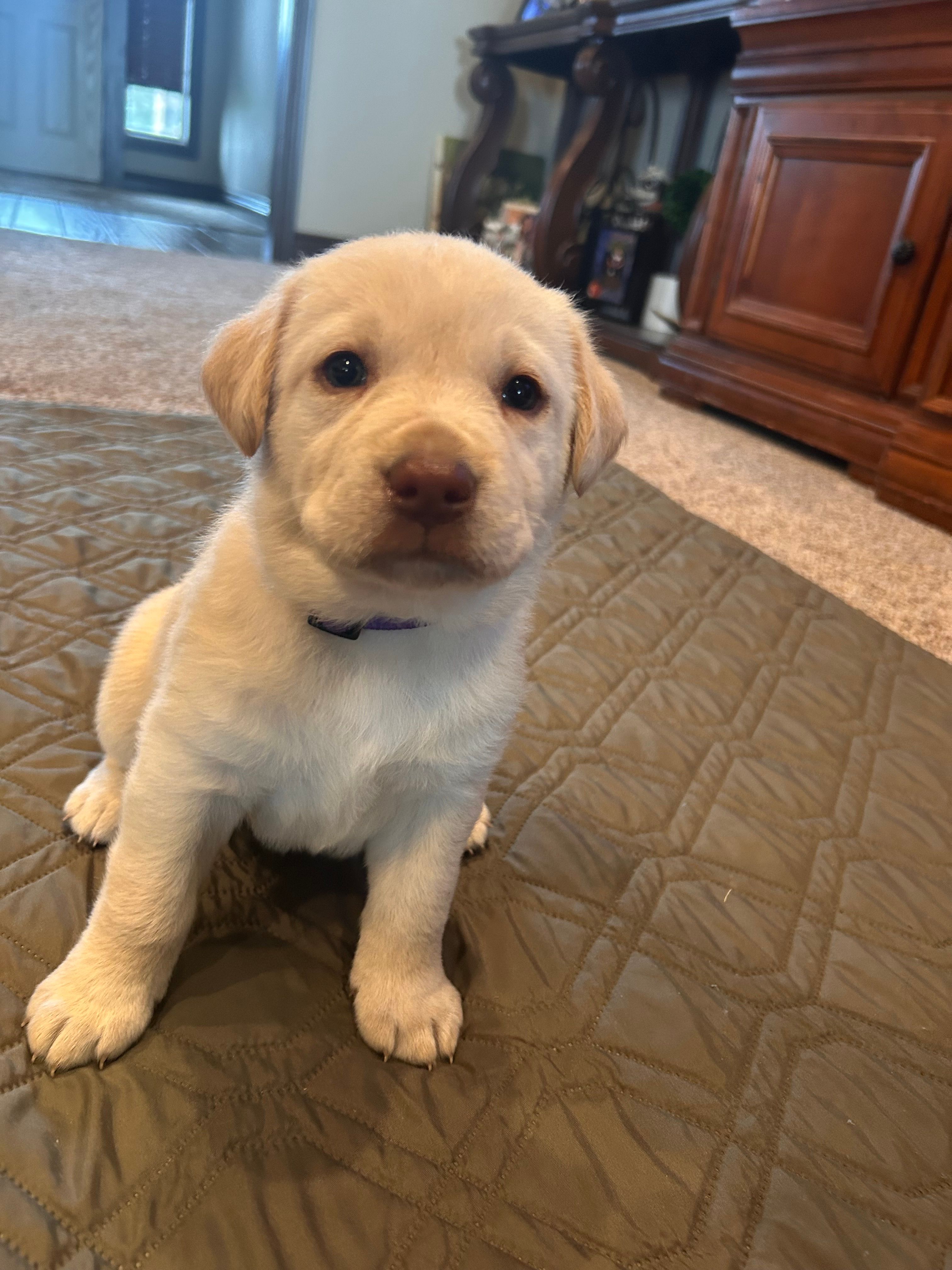 Phoebe – Labrador Retriever puppy for sale in Canton, TX