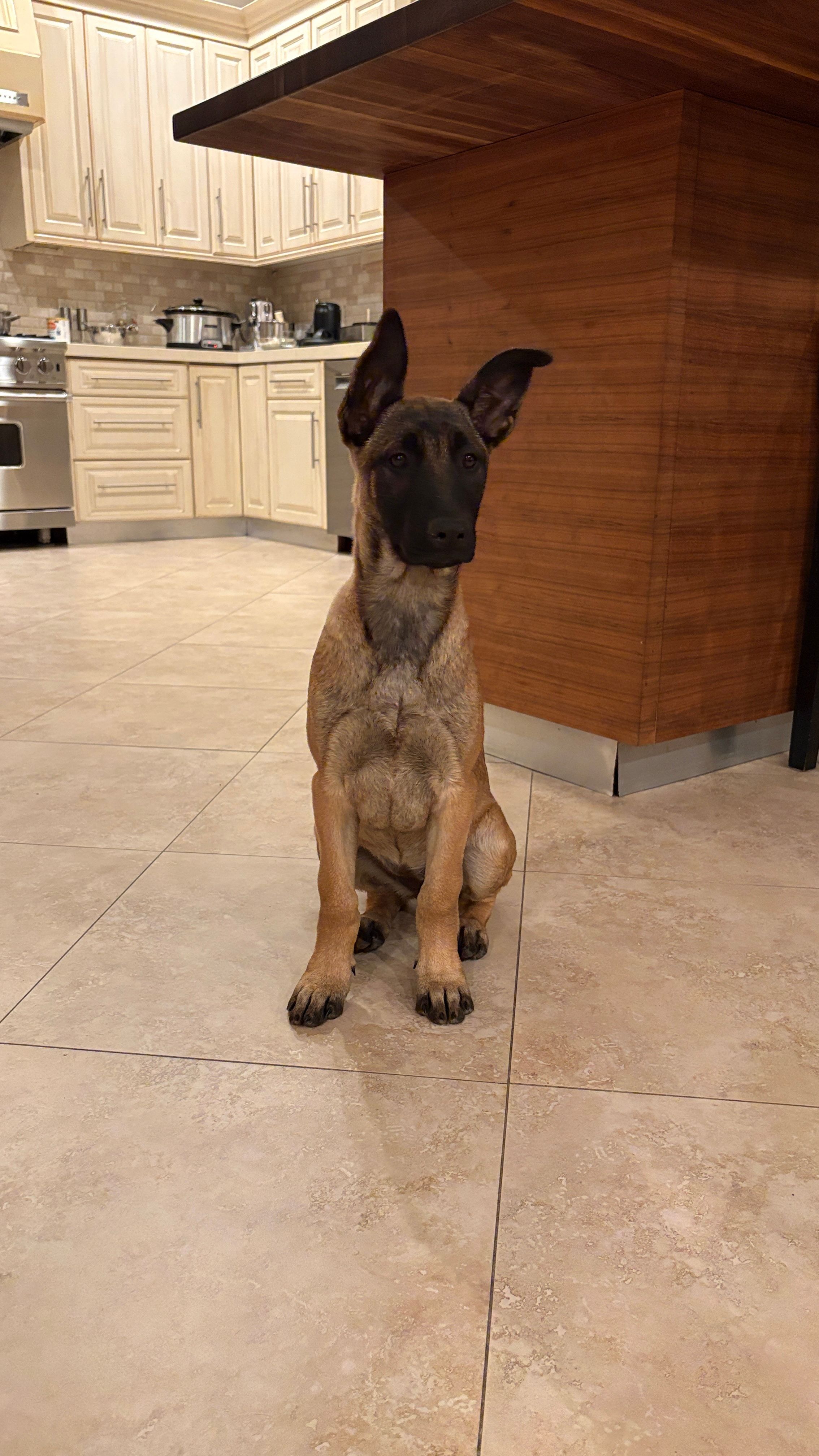 Alef – Belgian Malinois puppy for sale in Woodland Hills, CA