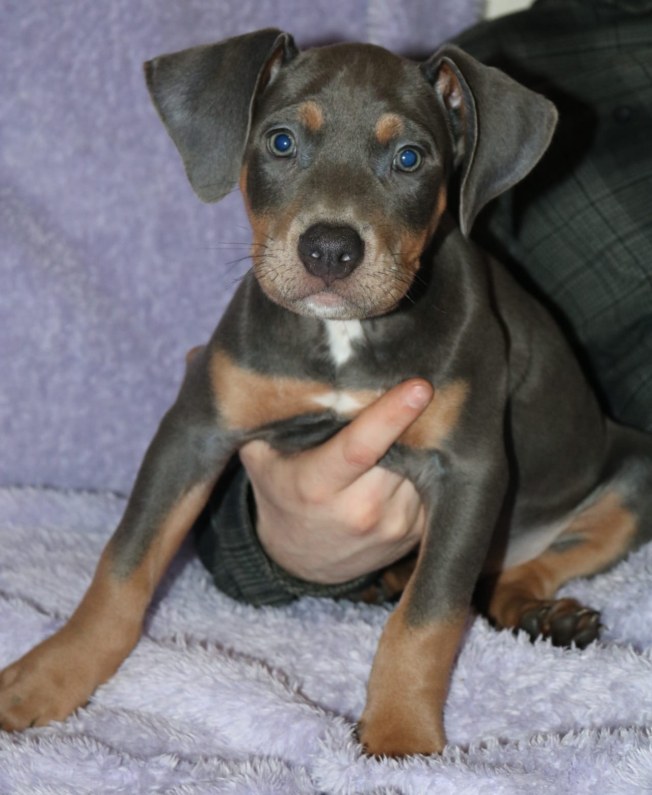 Male – American Pit Bull Terrier puppy for sale in Fargo, ND