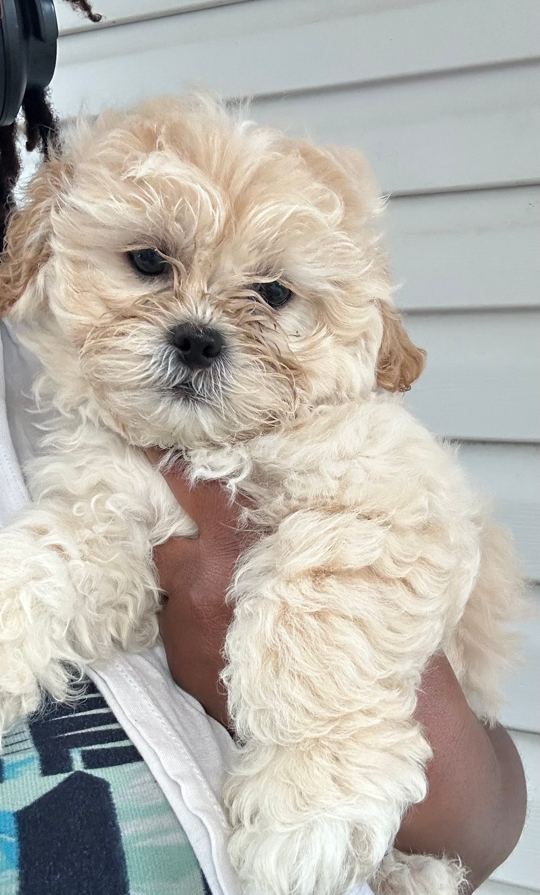 Dutchie – Shih Tzu, Poodle - Miniature  puppy for sale in Tampa, FL