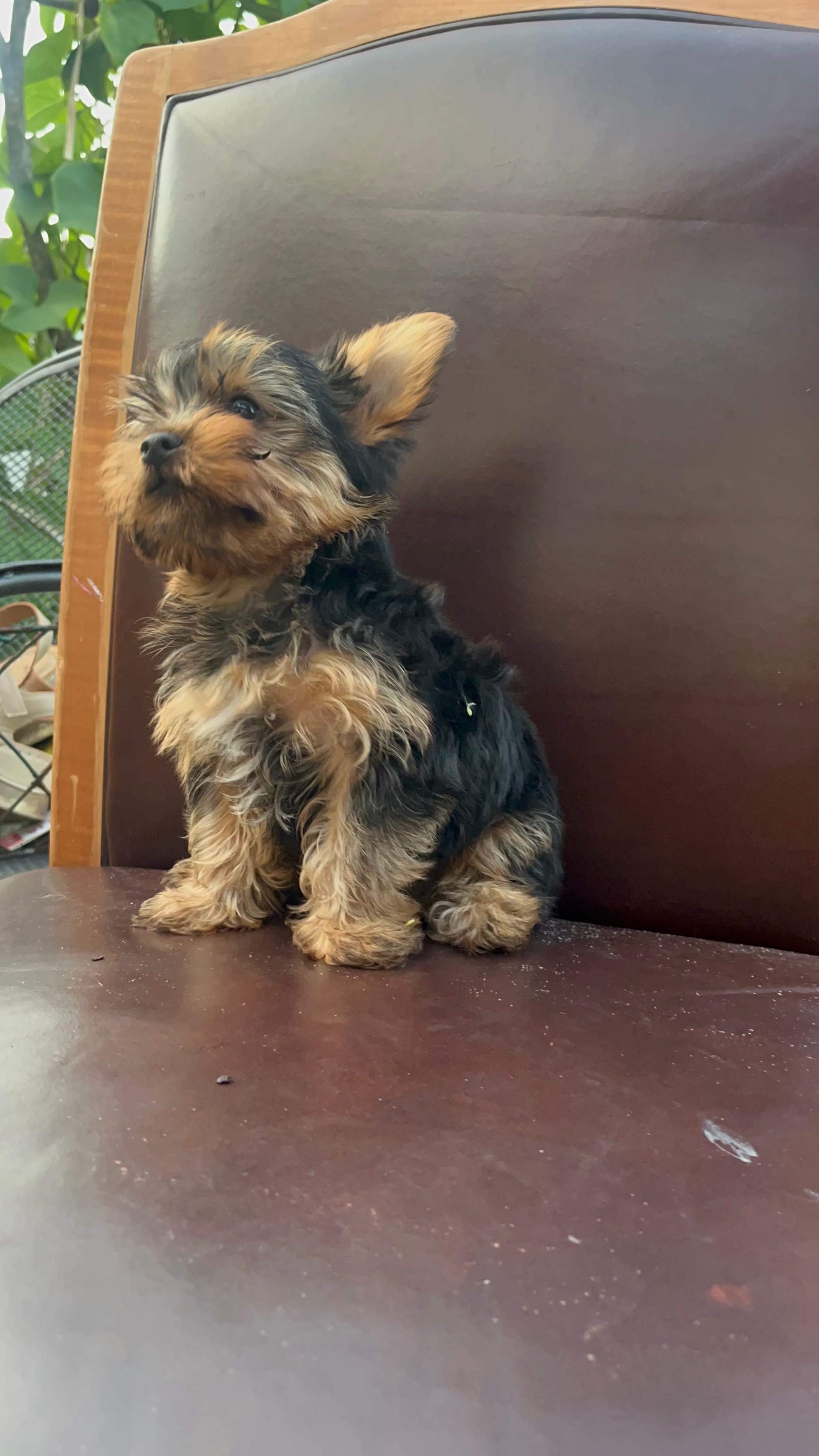 Puppy 5 – Yorkshire Terrier puppy for sale in Sanford, FL
