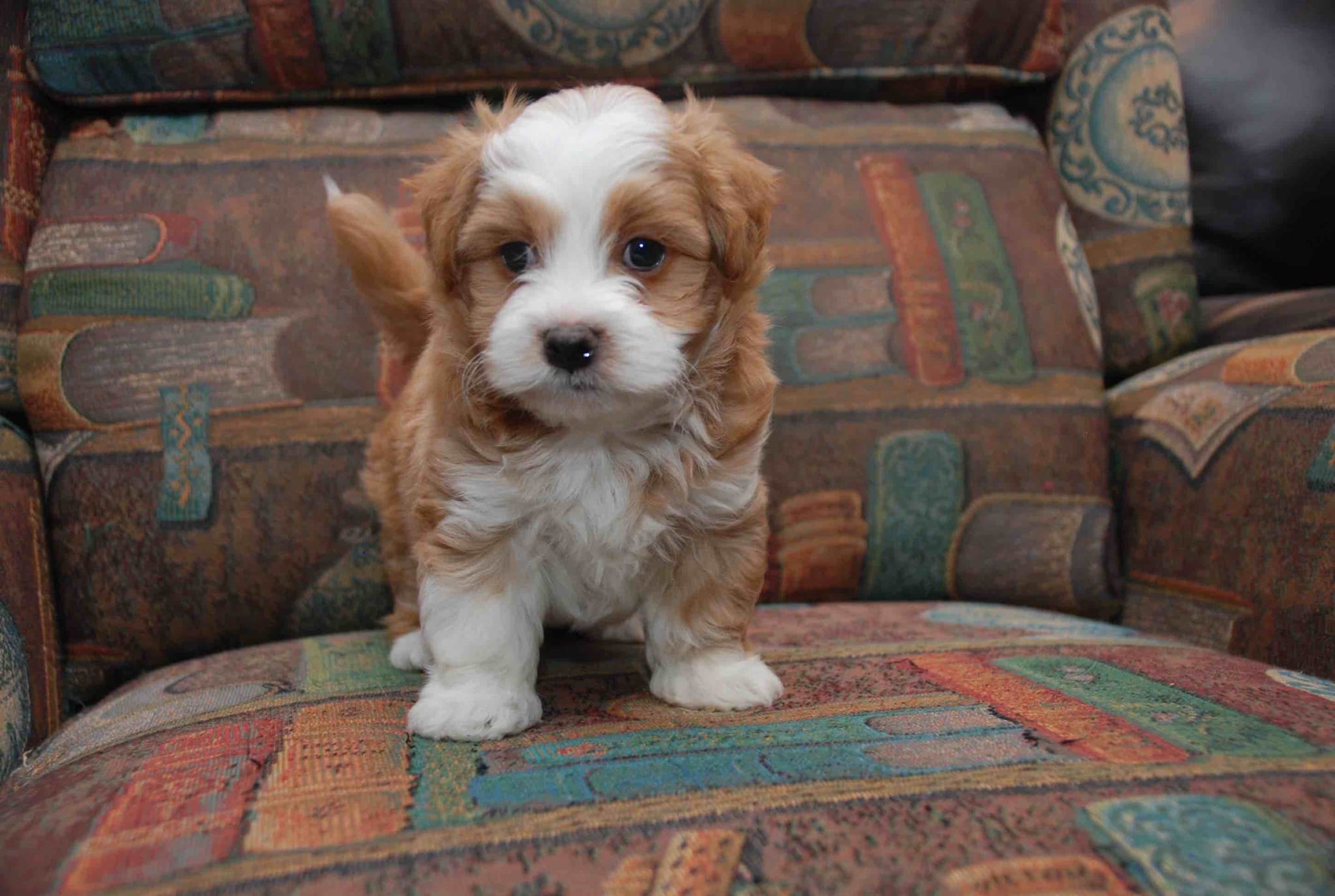 Sianna – Havanese puppy for sale in Brockton, MA