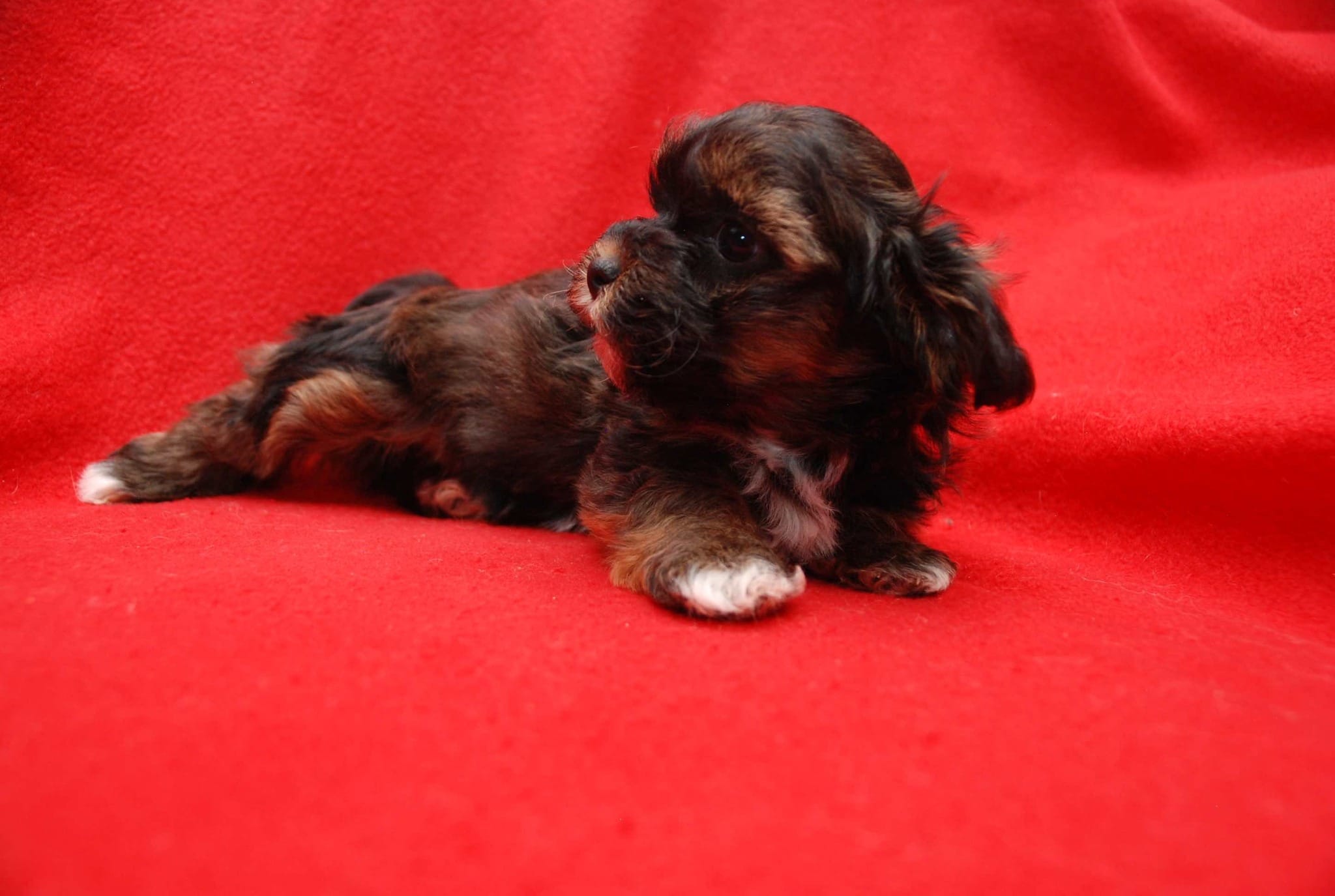 koopa – Havanese puppy for sale in Brockton, MA