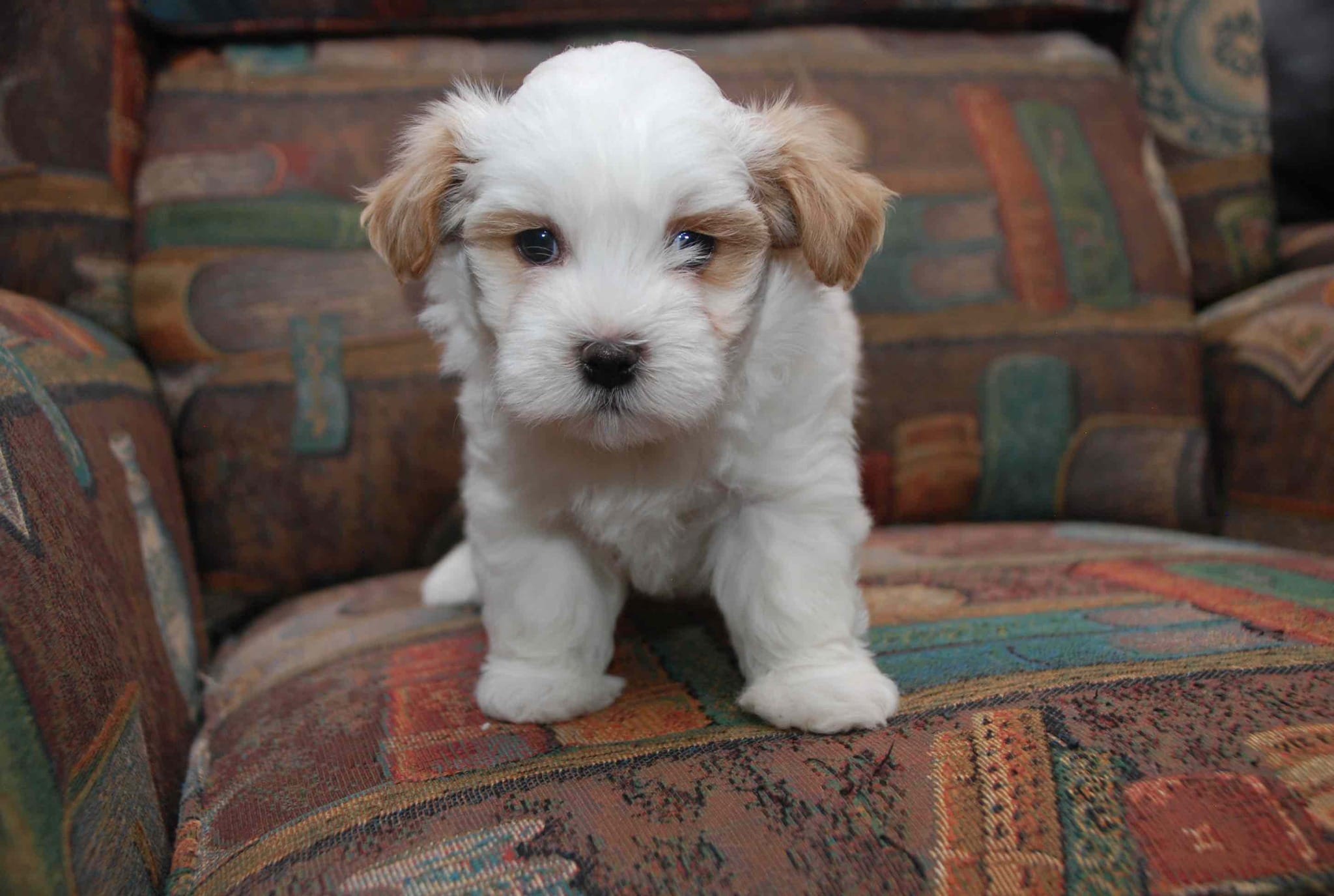 Lenny – Havanese puppy for sale in Brockton, MA