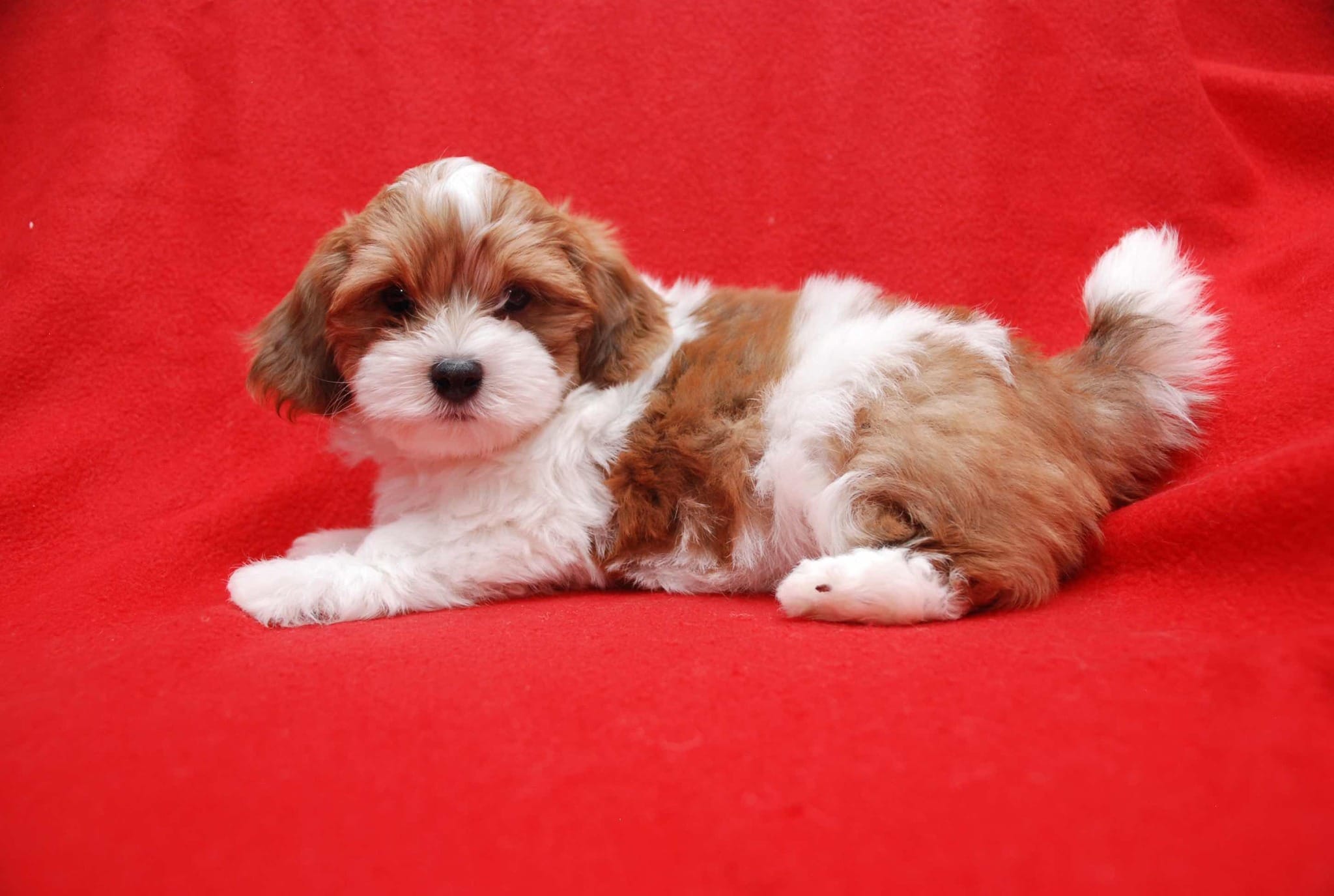 Sherry – Havanese puppy for sale in Brockton, MA