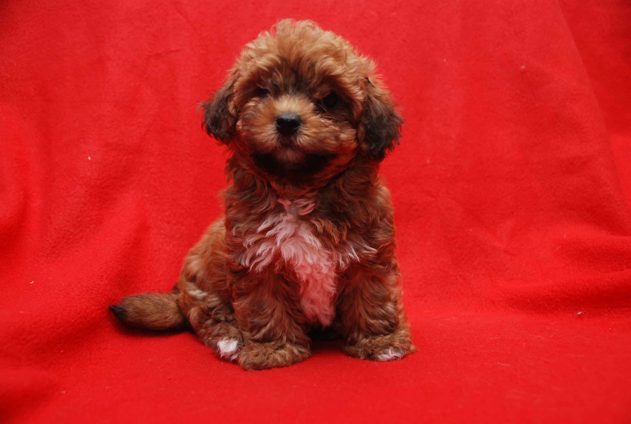 Scarlet – Havanese puppy for sale in Brockton, MA