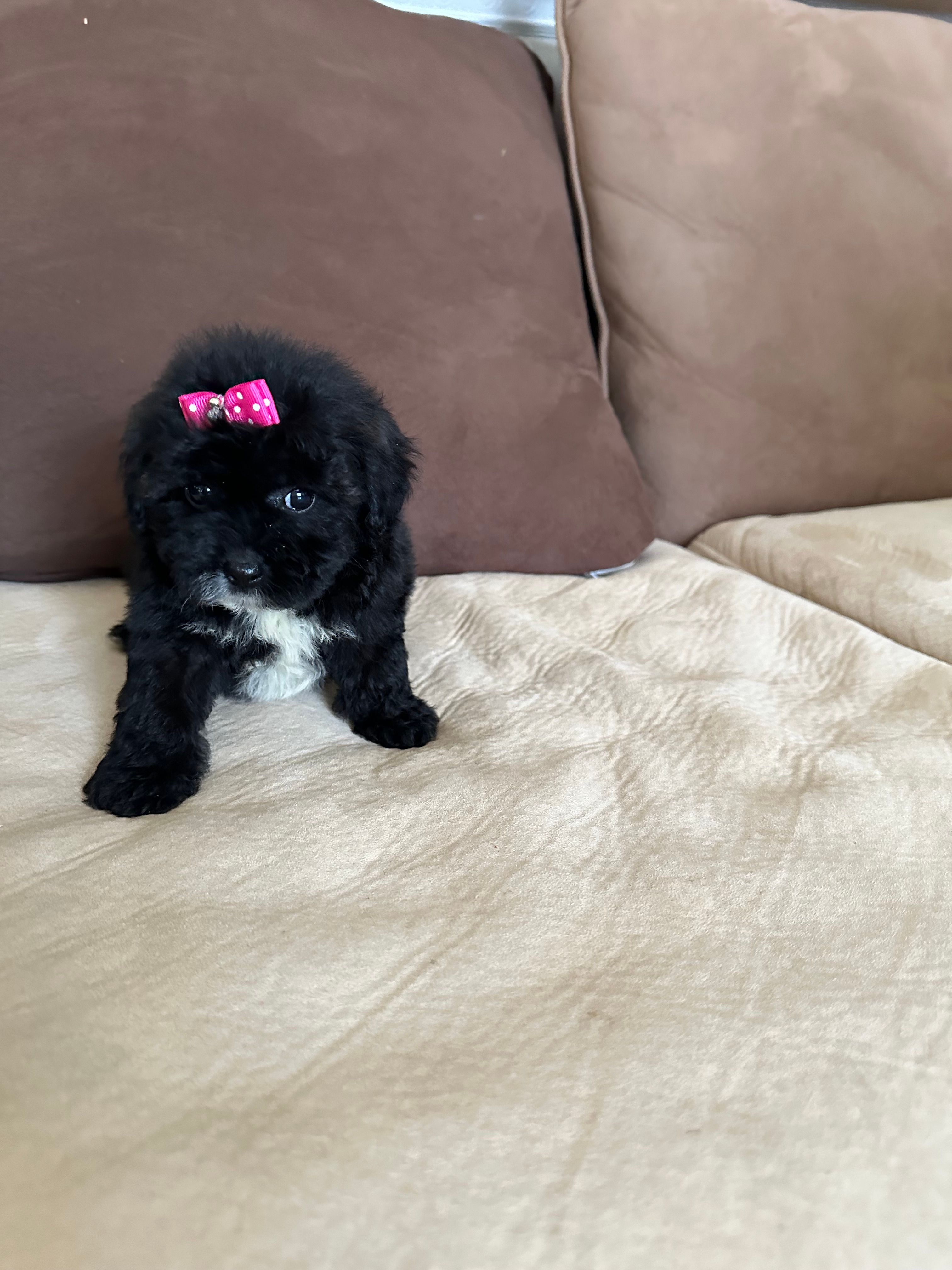 Delta – Maltese, Morkie puppy for sale in Orlando, FL