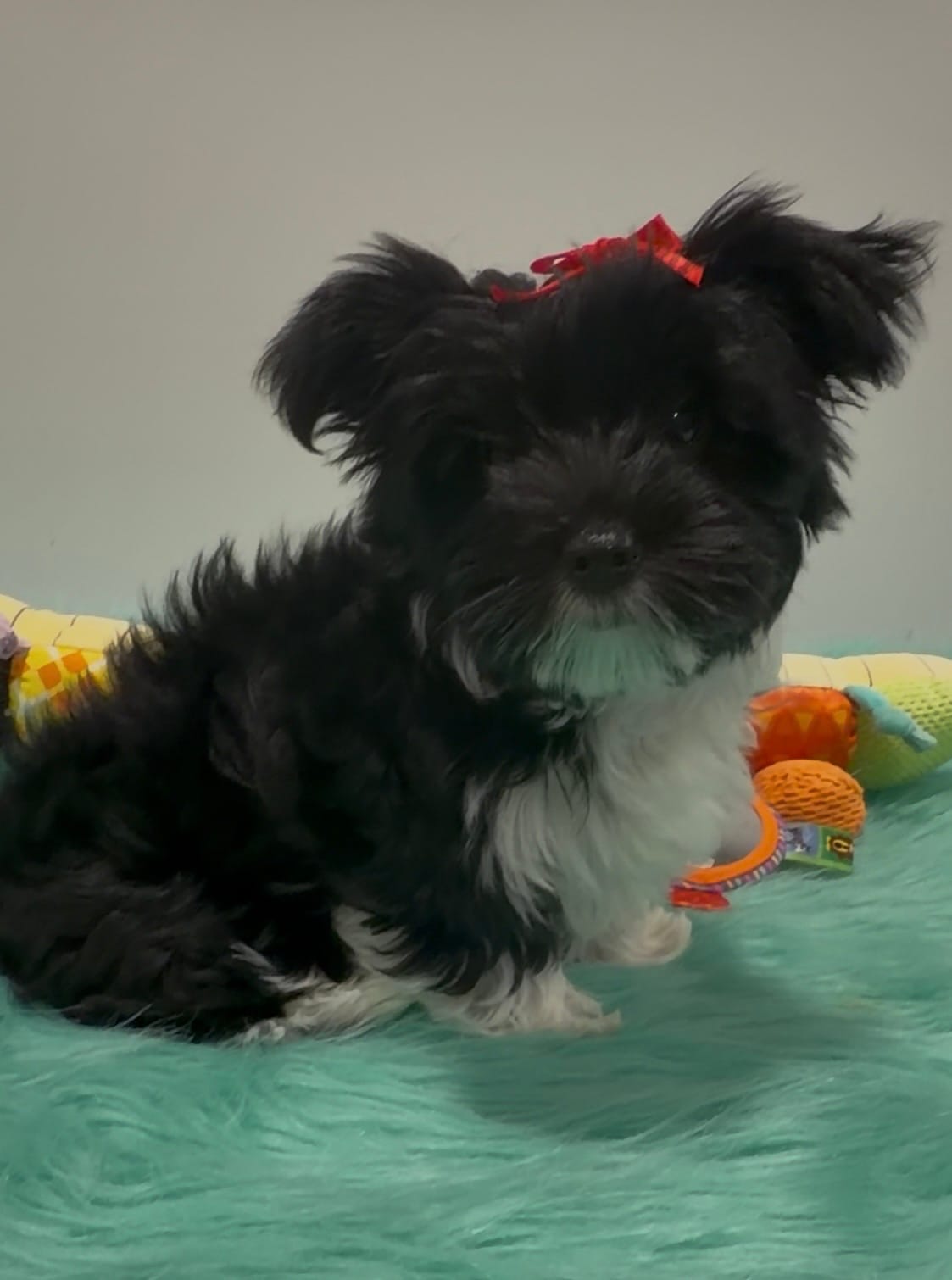 Gucci – Yorkshire Terrier puppy for sale in Middletown, DE