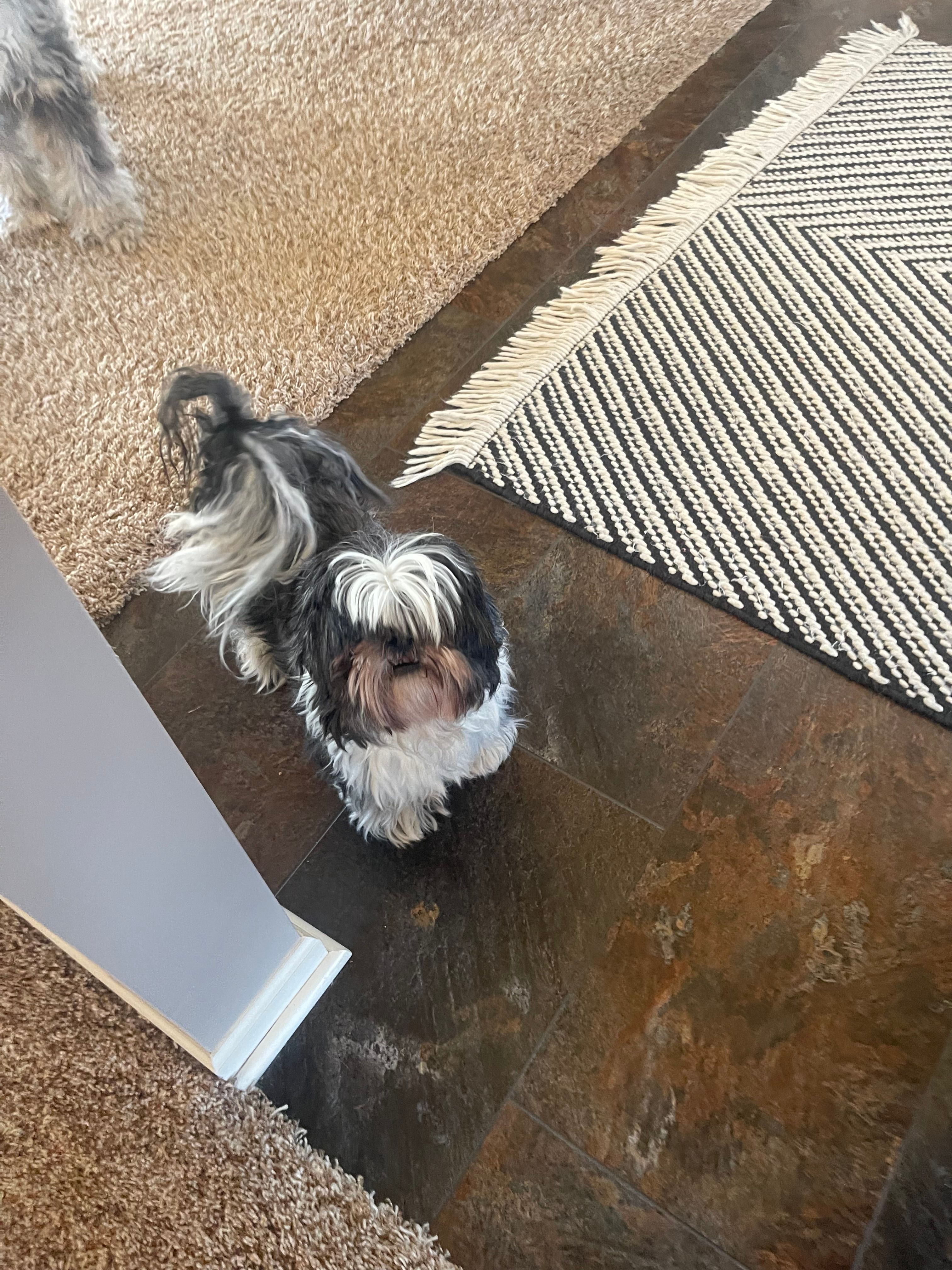 Test three – Shih Tzu puppy for sale in Grand Rapids, MI