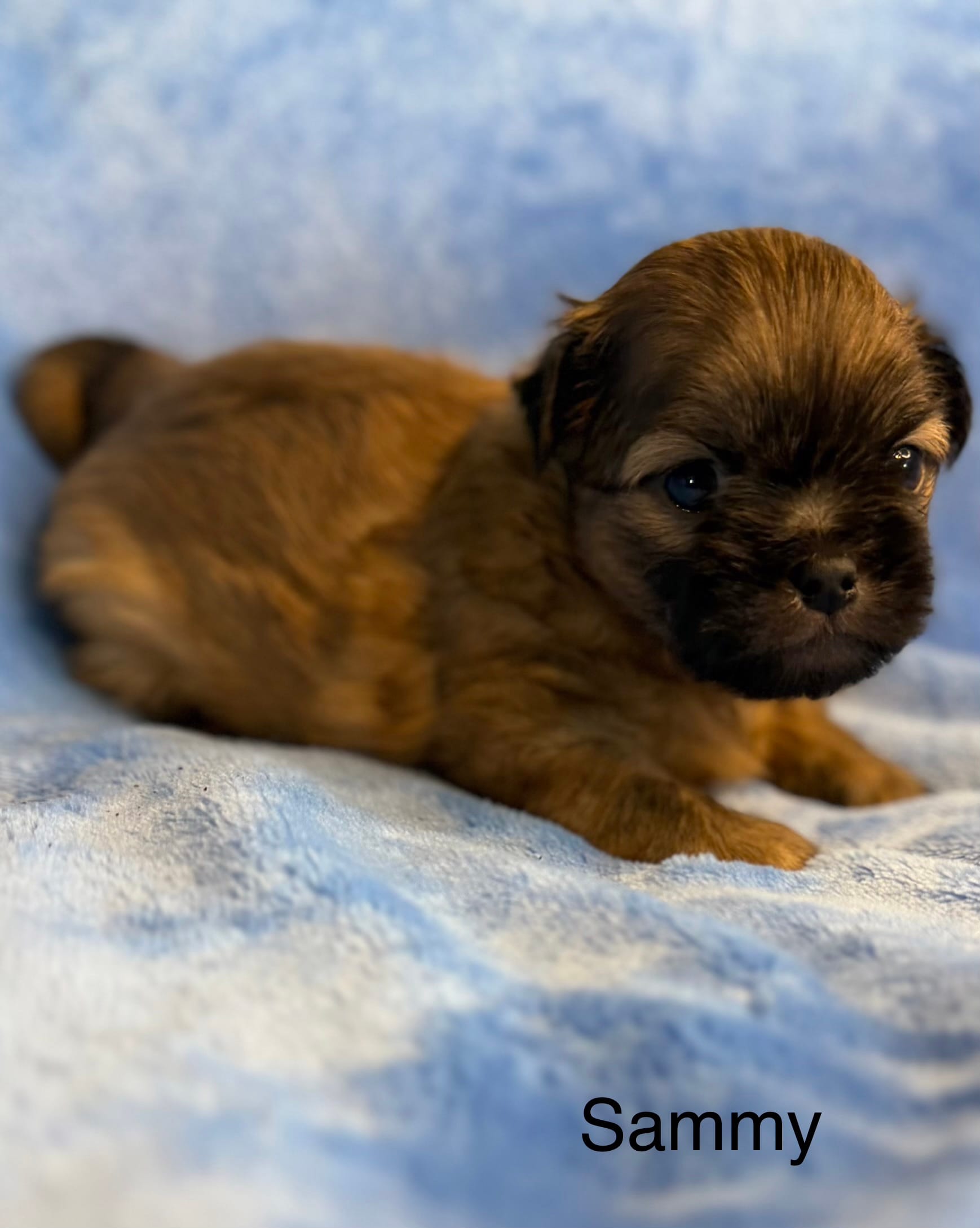 Sammy – Maltese puppy for sale in Leicester, NC