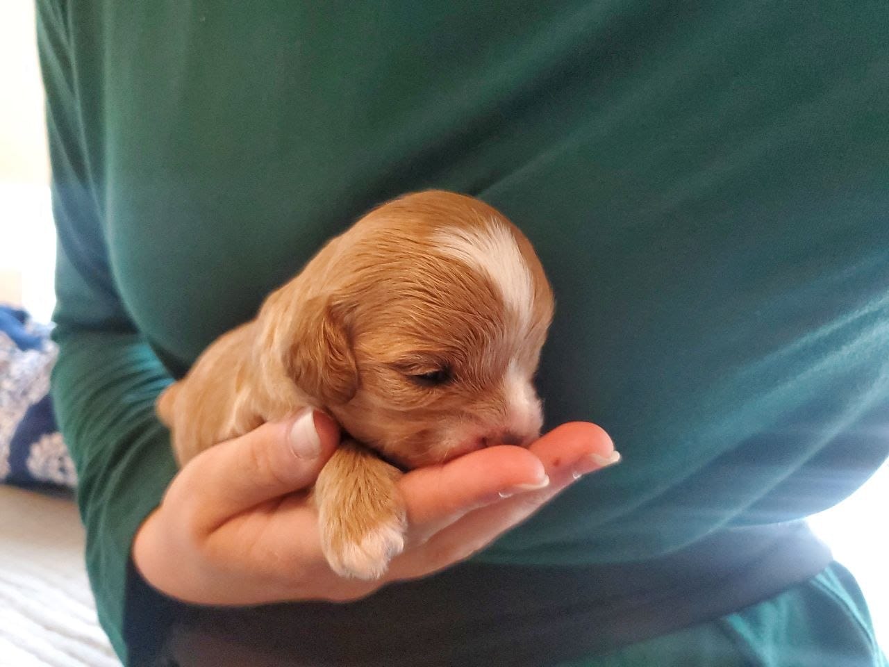 Frosting – Cavapoo puppy for sale in Austin, TX