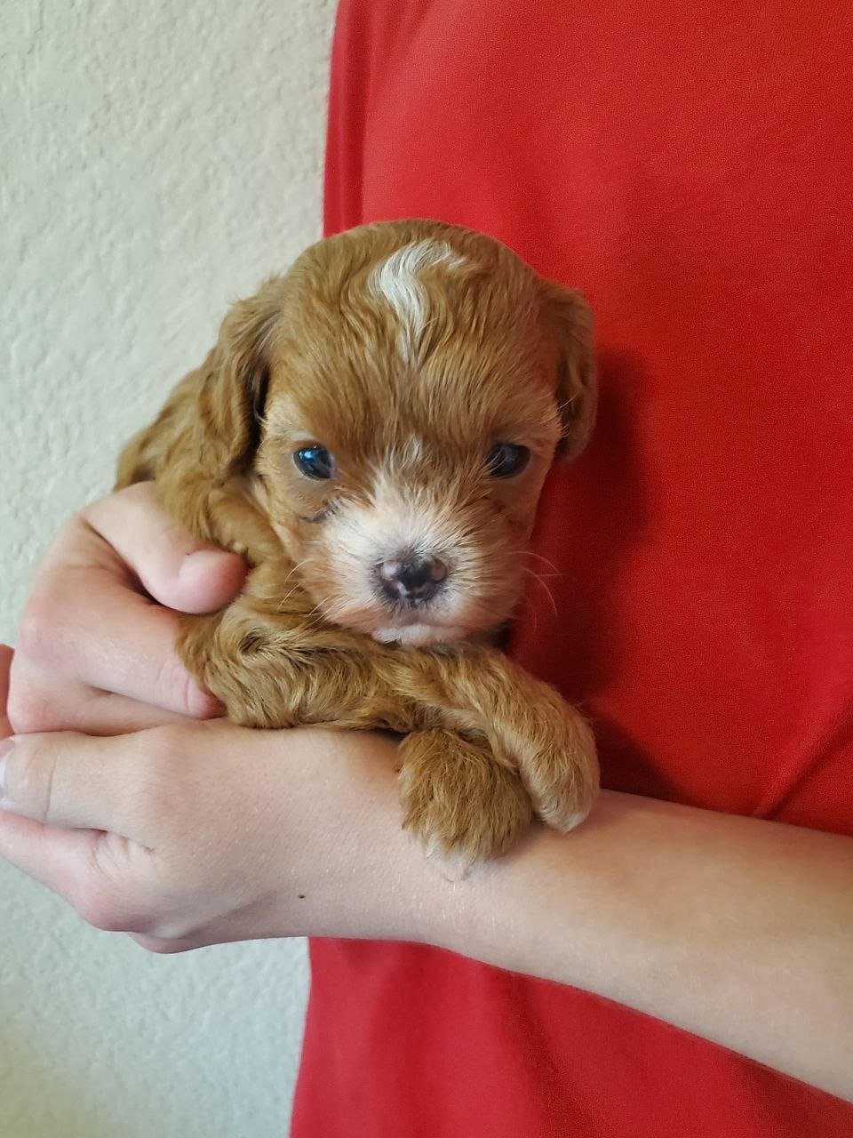 Muffin – Cavapoo puppy for sale in Austin, TX