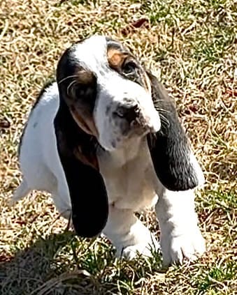 AGNES – Basset Hound puppy for sale in Chapman, KS
