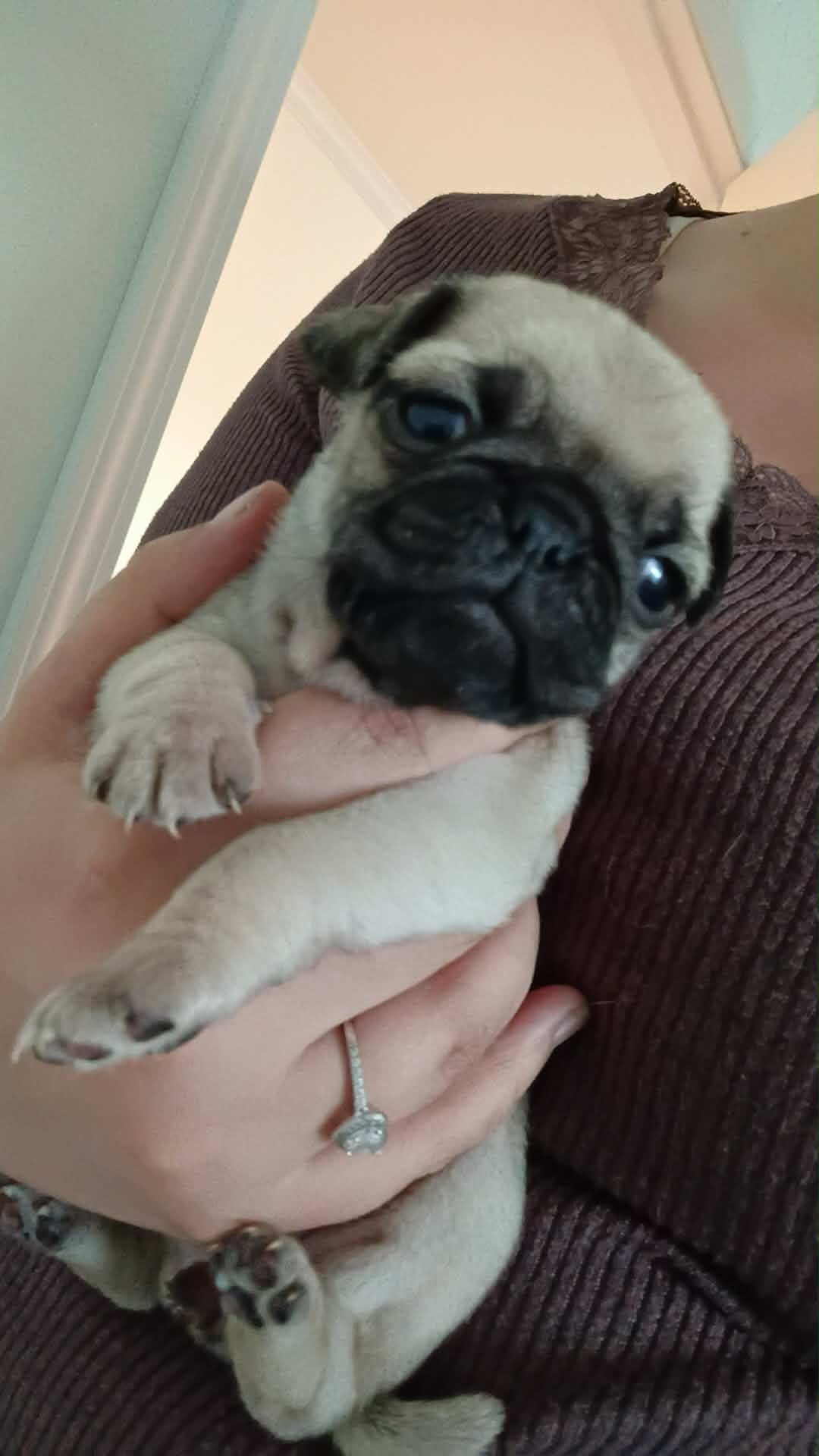 Delilah – Pug puppy for sale in Wapakoneta, OH
