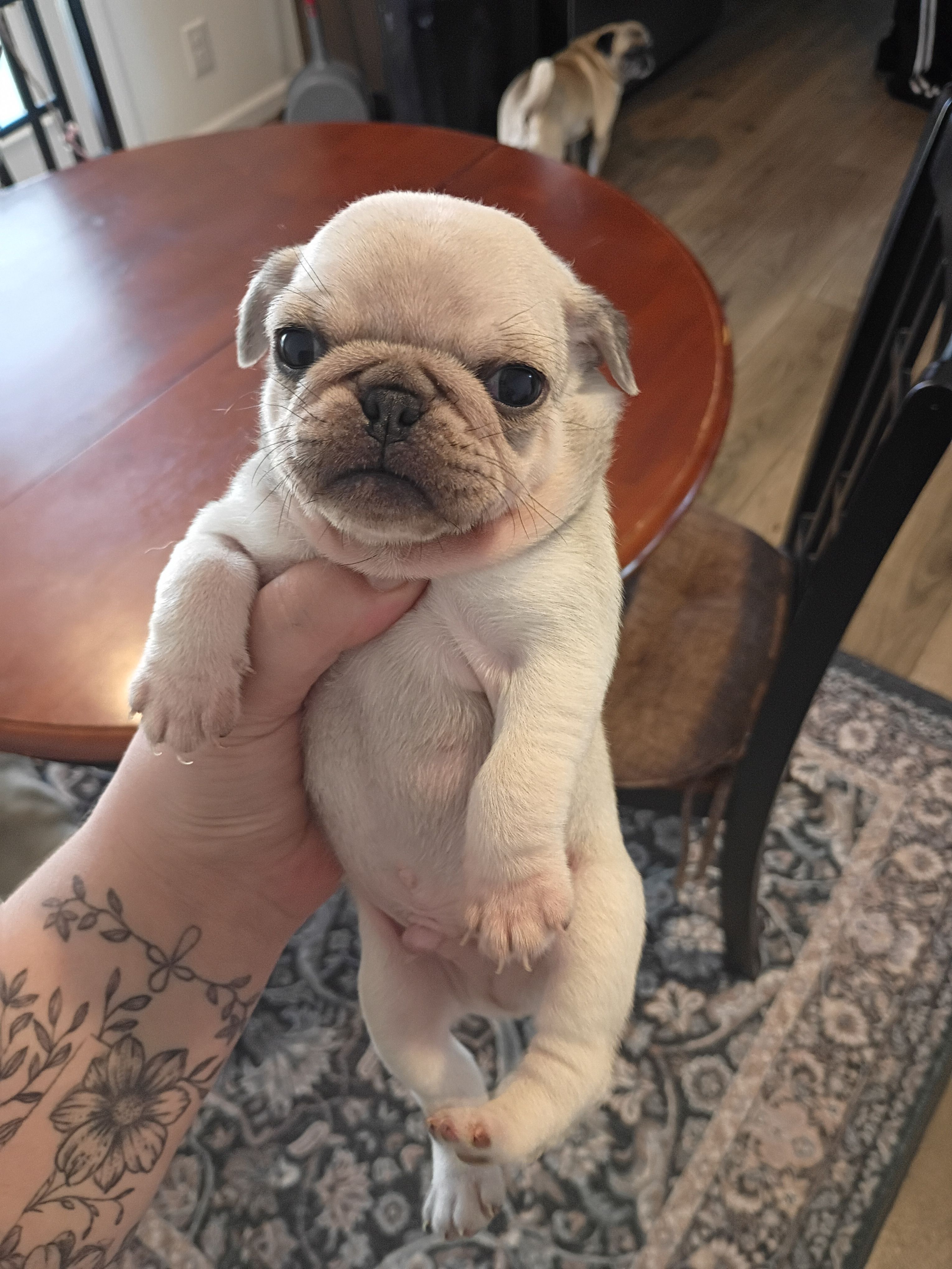 Ralphie – Pug puppy for sale in Wapakoneta, OH