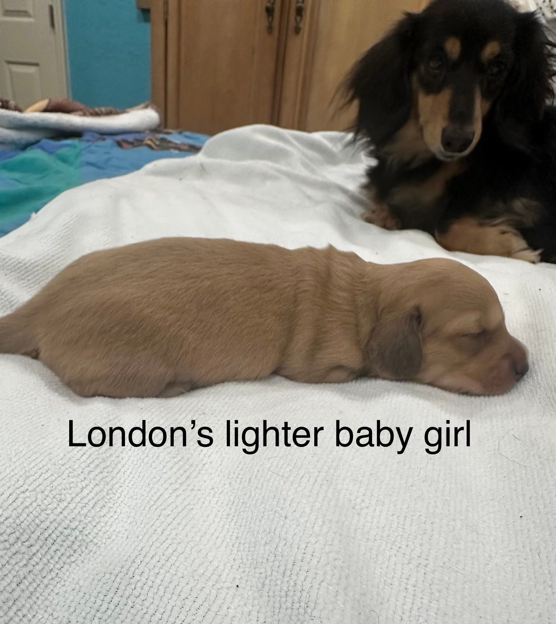 London’s pretty lil lady  – Miniature Dachshund puppy for sale in Holiday, FL