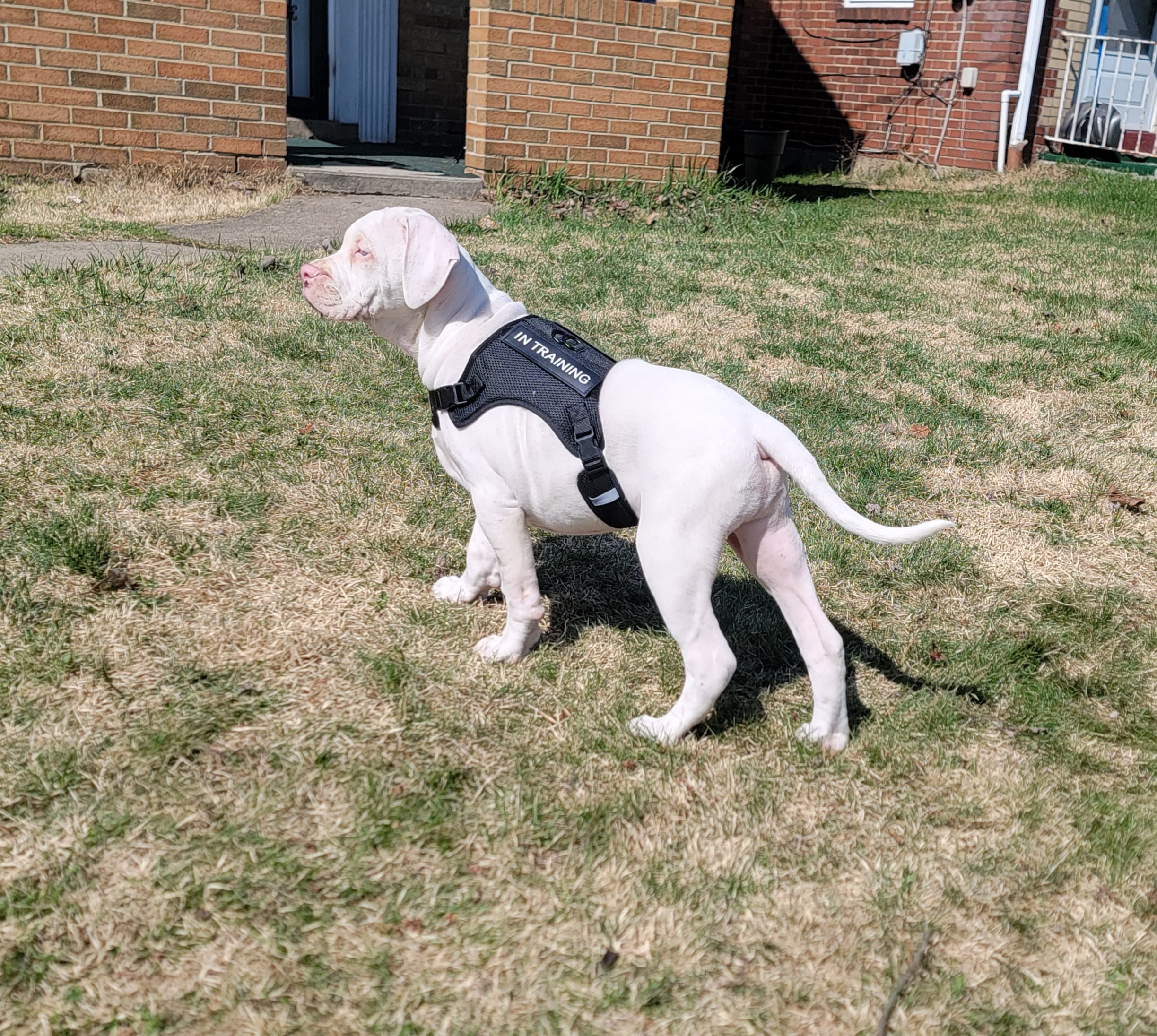 Yayo – Alapaha Blue Blood Bulldog puppy for sale in Pittsburgh, PA