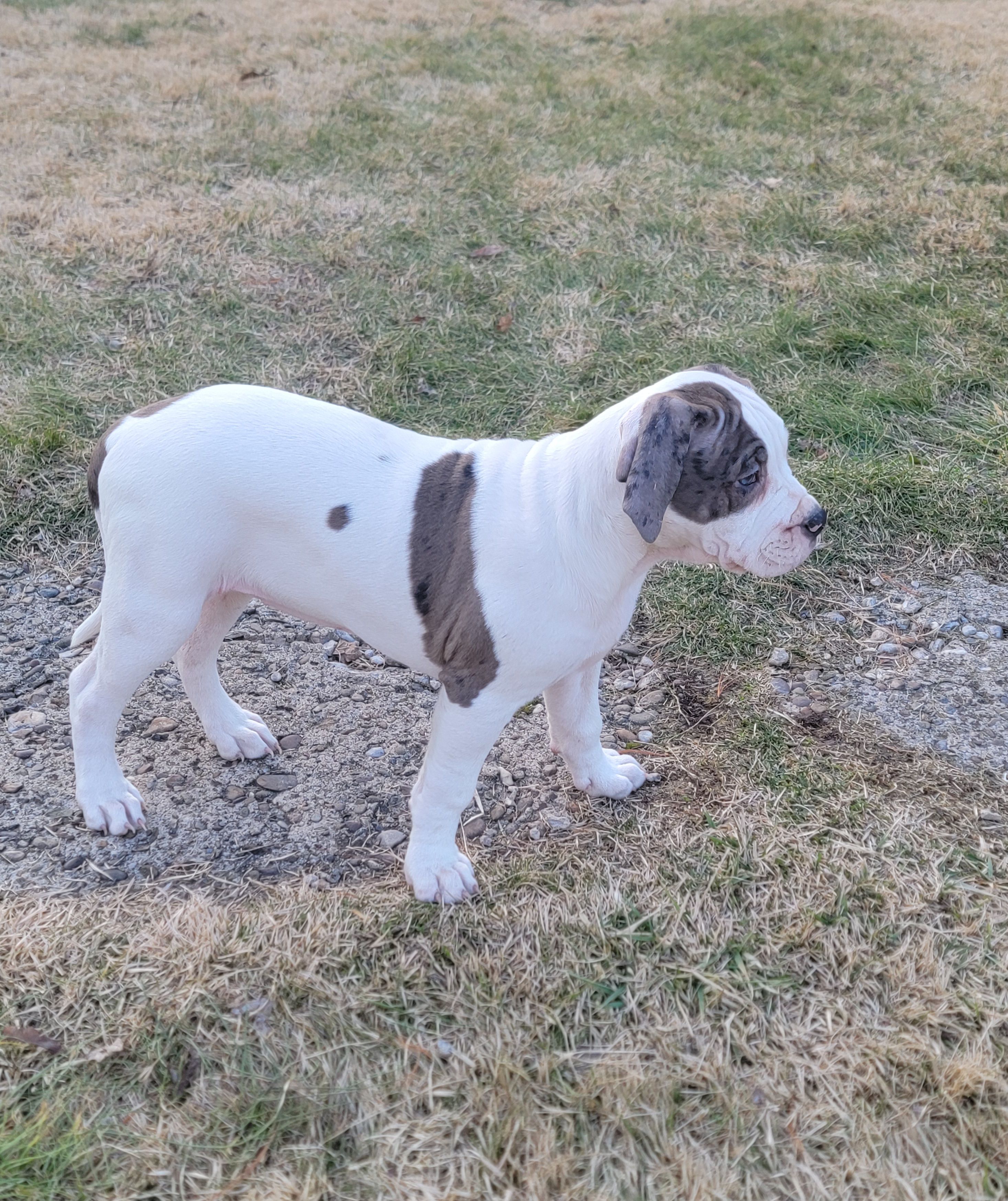 Blueberry  – Alapaha Blue Blood Bulldog puppy for sale in Pittsburgh, PA