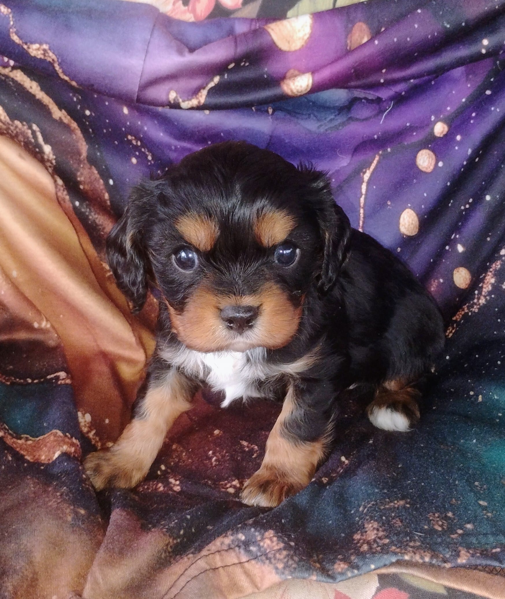 Oliver – Cavalier King Charles Spaniel puppy for sale in Portland, TN