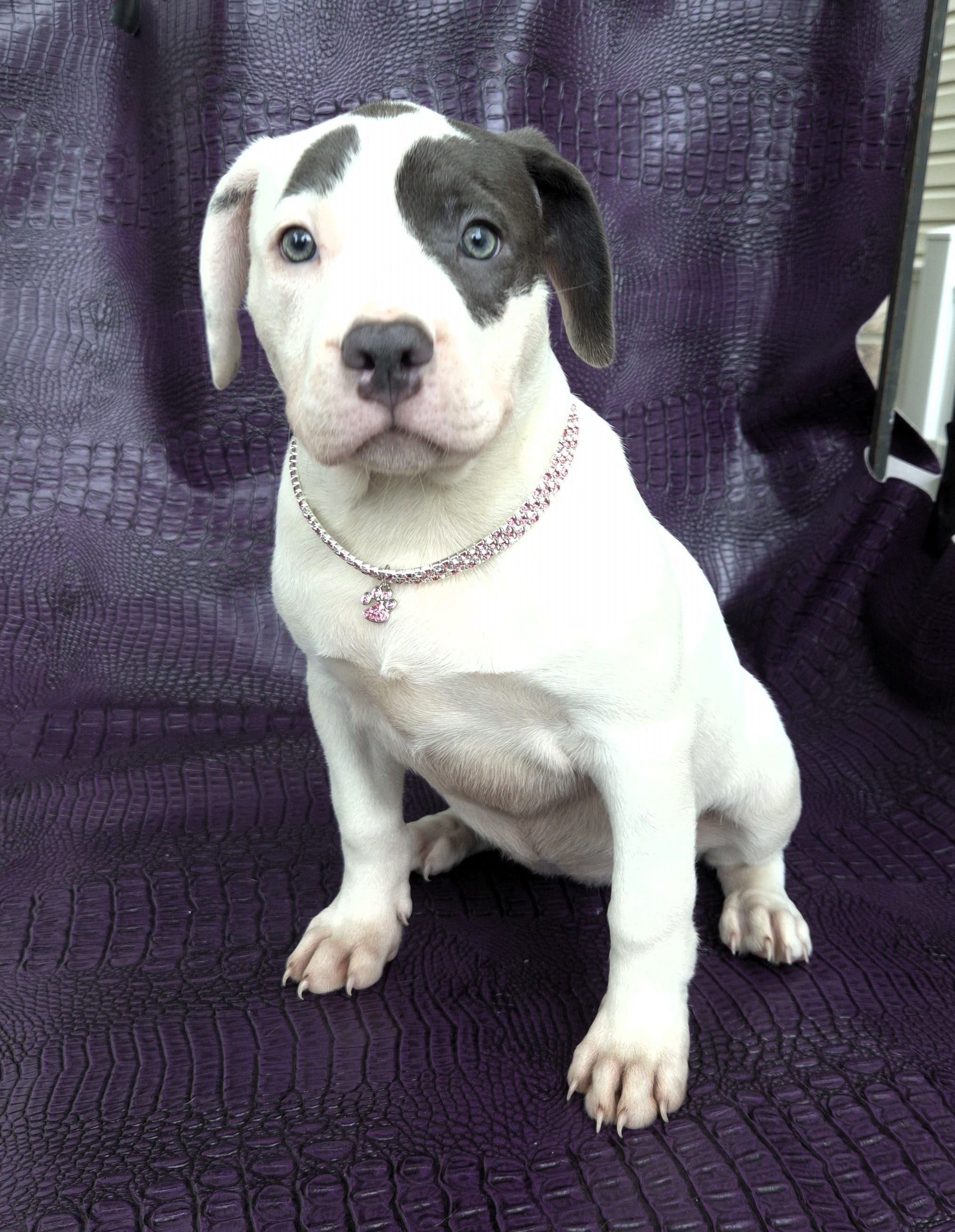 "HALLE BERRY" WHITE  BLUE PATCHES  – American Bully, American Pit Bull Terrier puppy for sale in Newark, NJ