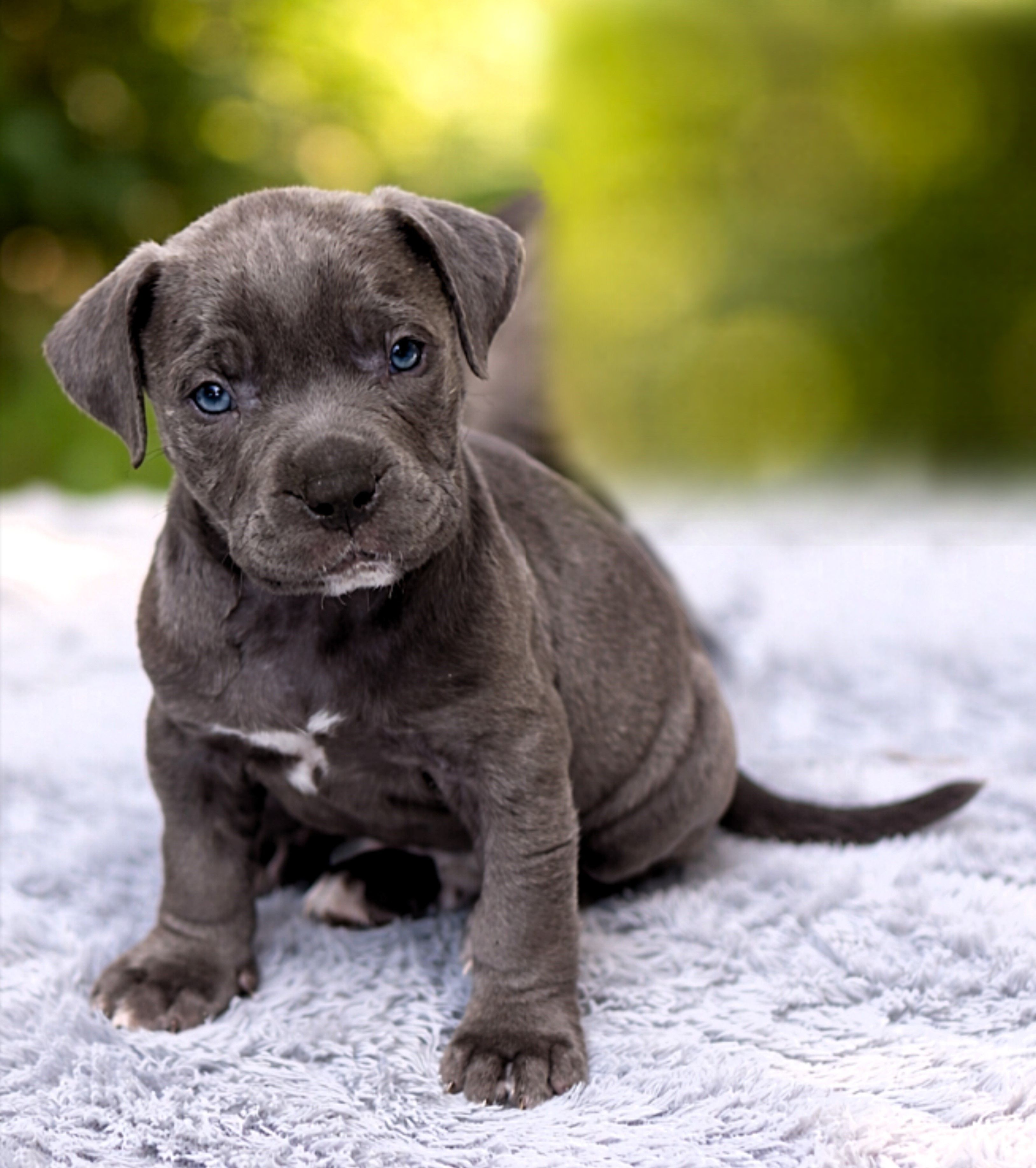 "SNOOP DOGG" BLUE NOSE – American Bully puppy for sale in Newark, NJ