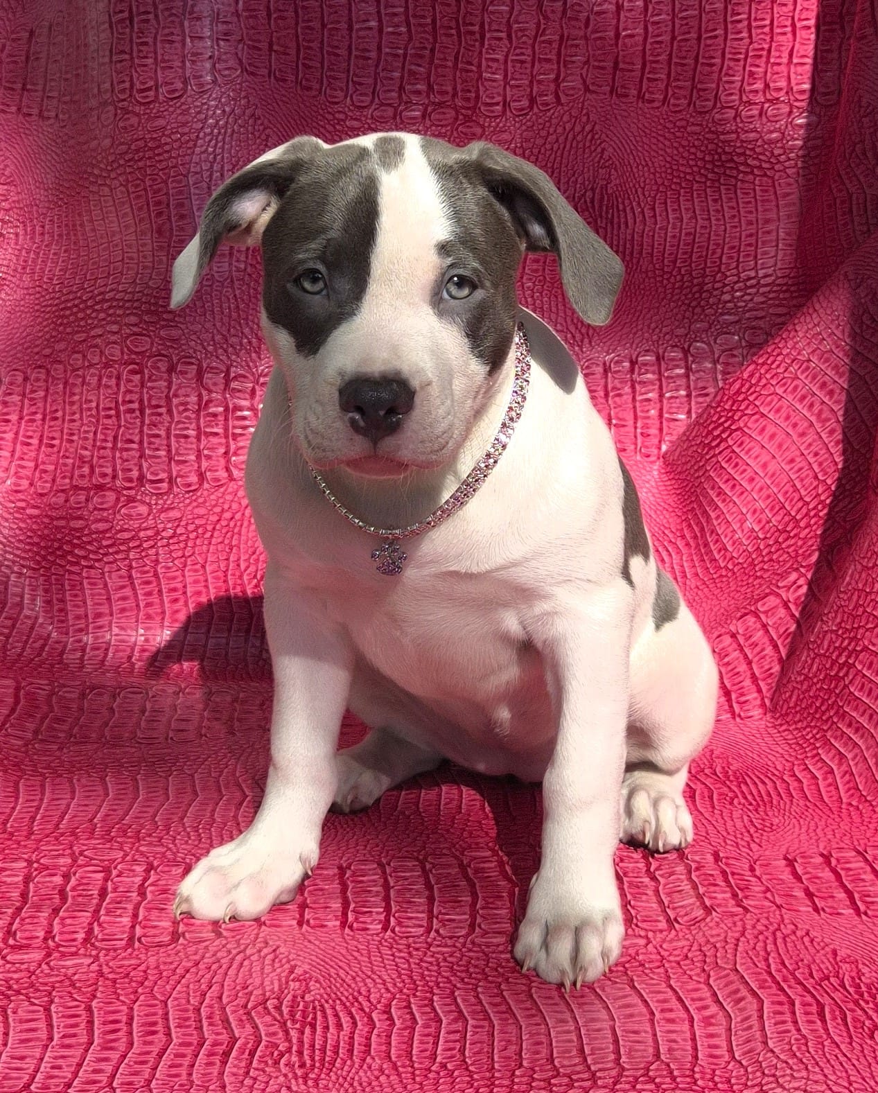 "MEG THA STALLION"  BLUE NOSE – American Bully, American Pit Bull Terrier puppy for sale in Newark, NJ
