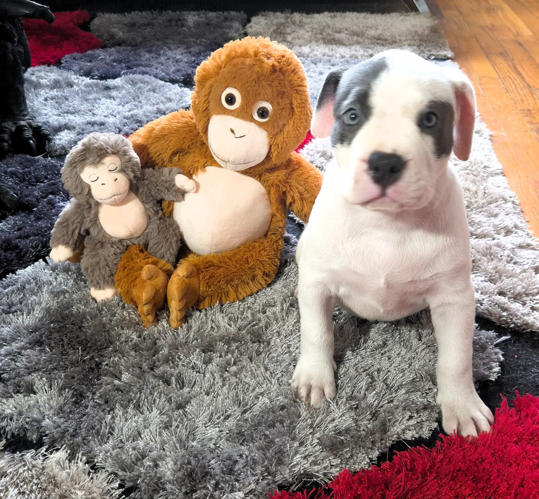 "SOFIA VERGARA" – American Bully, American Pit Bull Terrier puppy for sale in Newark, NJ