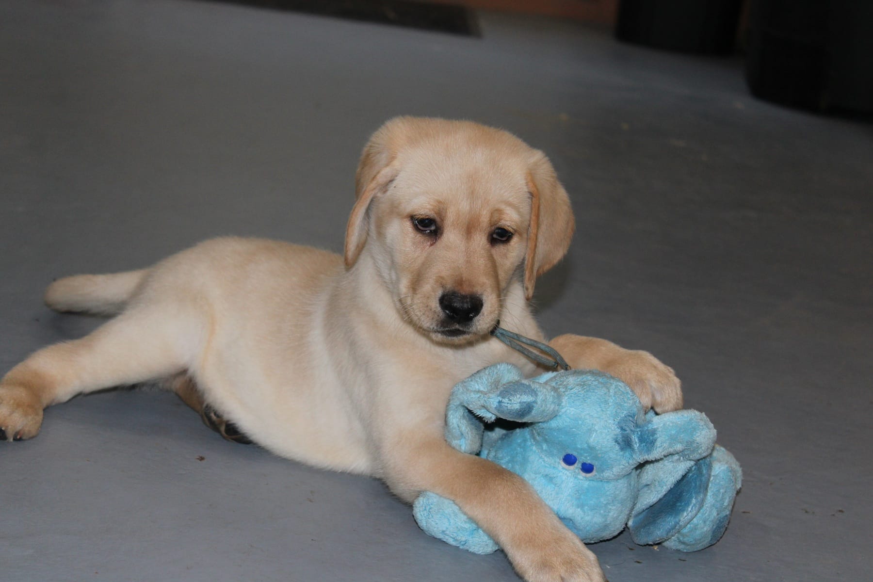 Daisy pup Yellow male Lt.Blue – Labrador Retriever puppy for sale in Crewe, VA