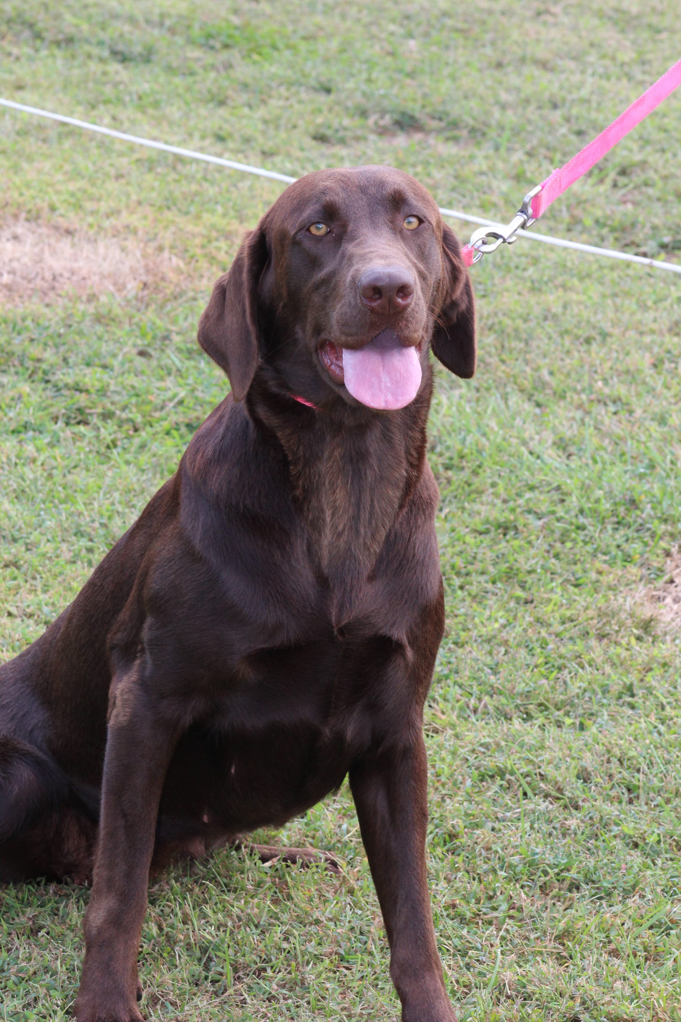 Chick – Labrador Retriever puppy for sale in Crewe, VA