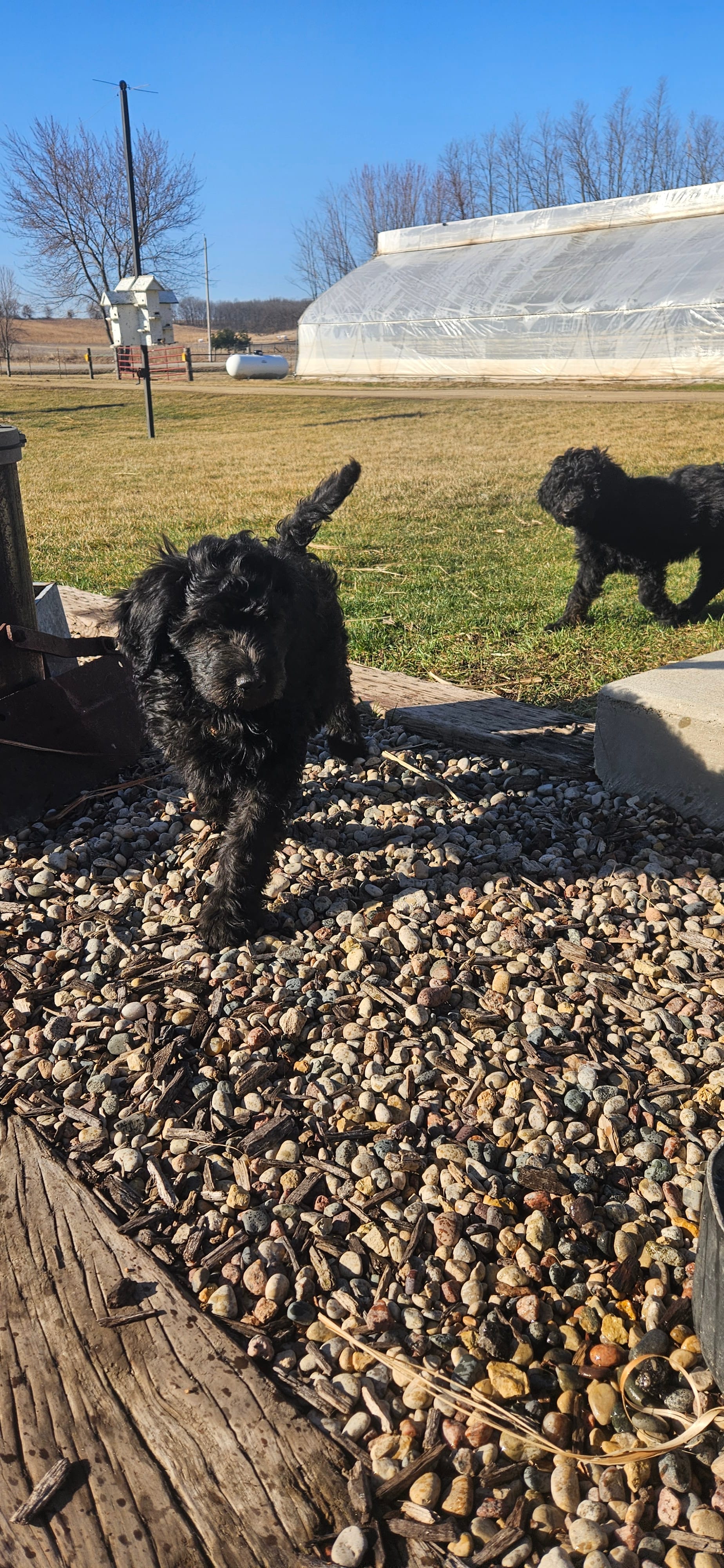 Steven – Bernedoodle puppy for sale in Evansville, WI