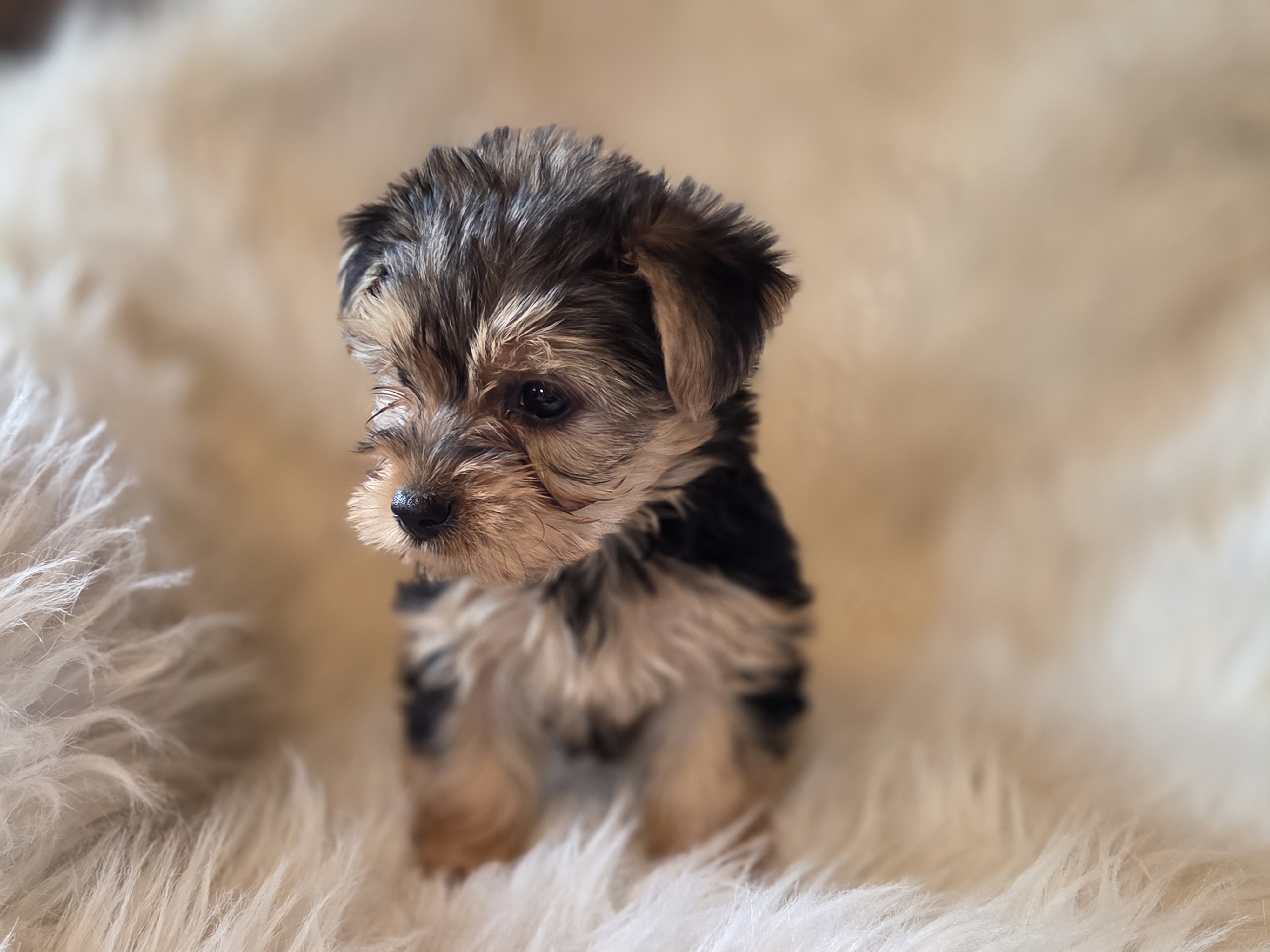 Sadie – Yorkshire Terrier puppy for sale in Crawfordsville, IN