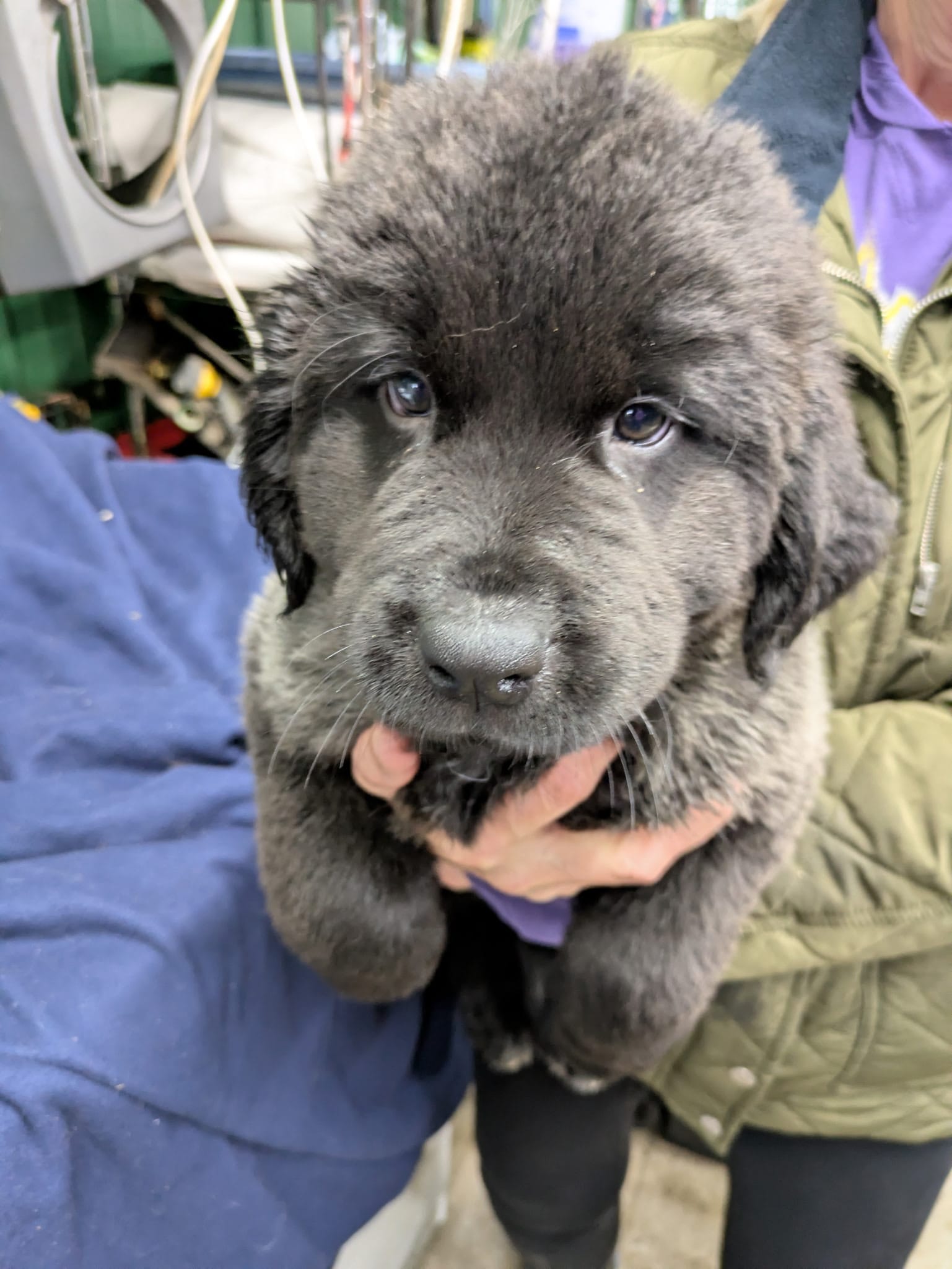 Moe – Newfoundland puppy for sale in Princeton, MN