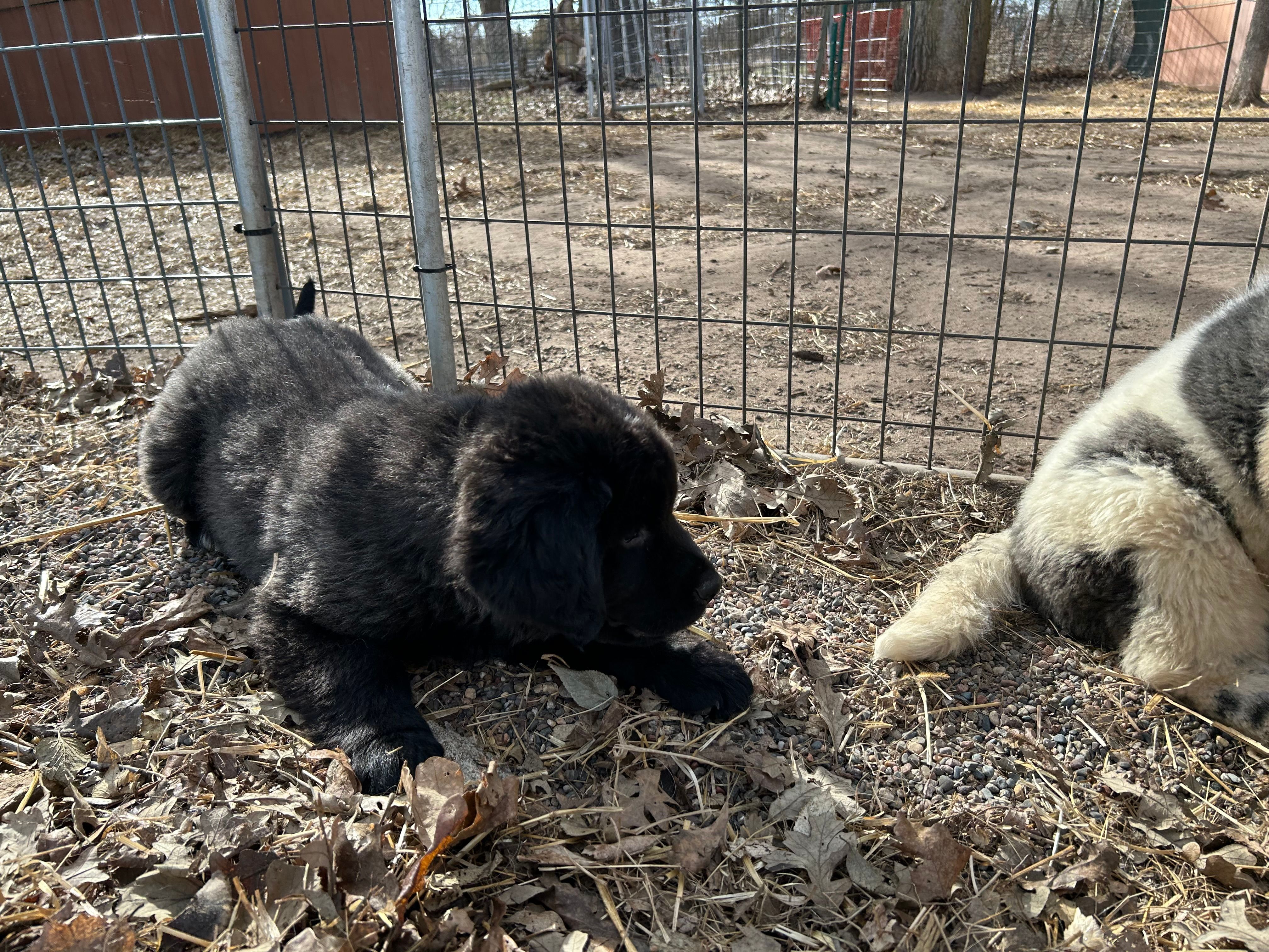 Moe – Newfoundland puppy for sale in Princeton, MN