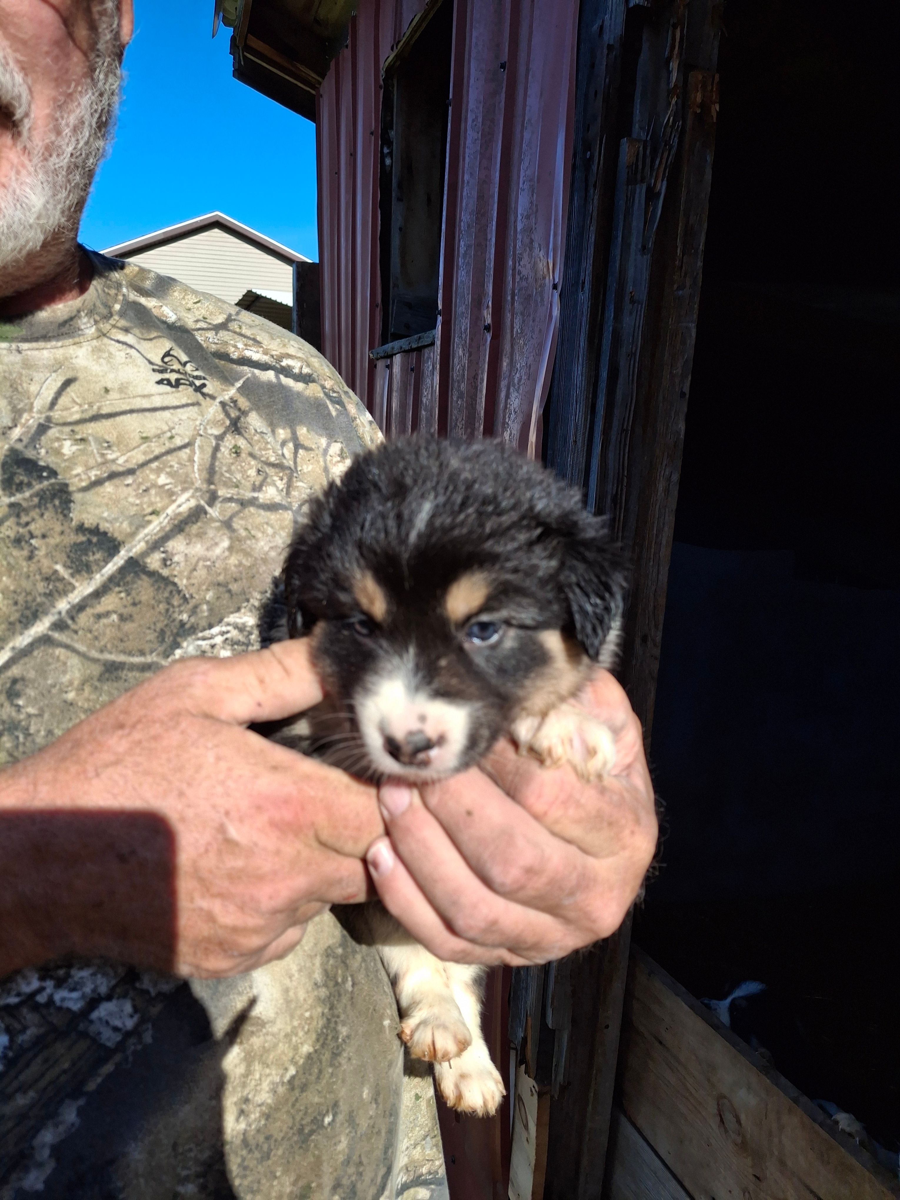 Bella – Australian Shepherd, Border Collie puppy for sale in Byron, IL