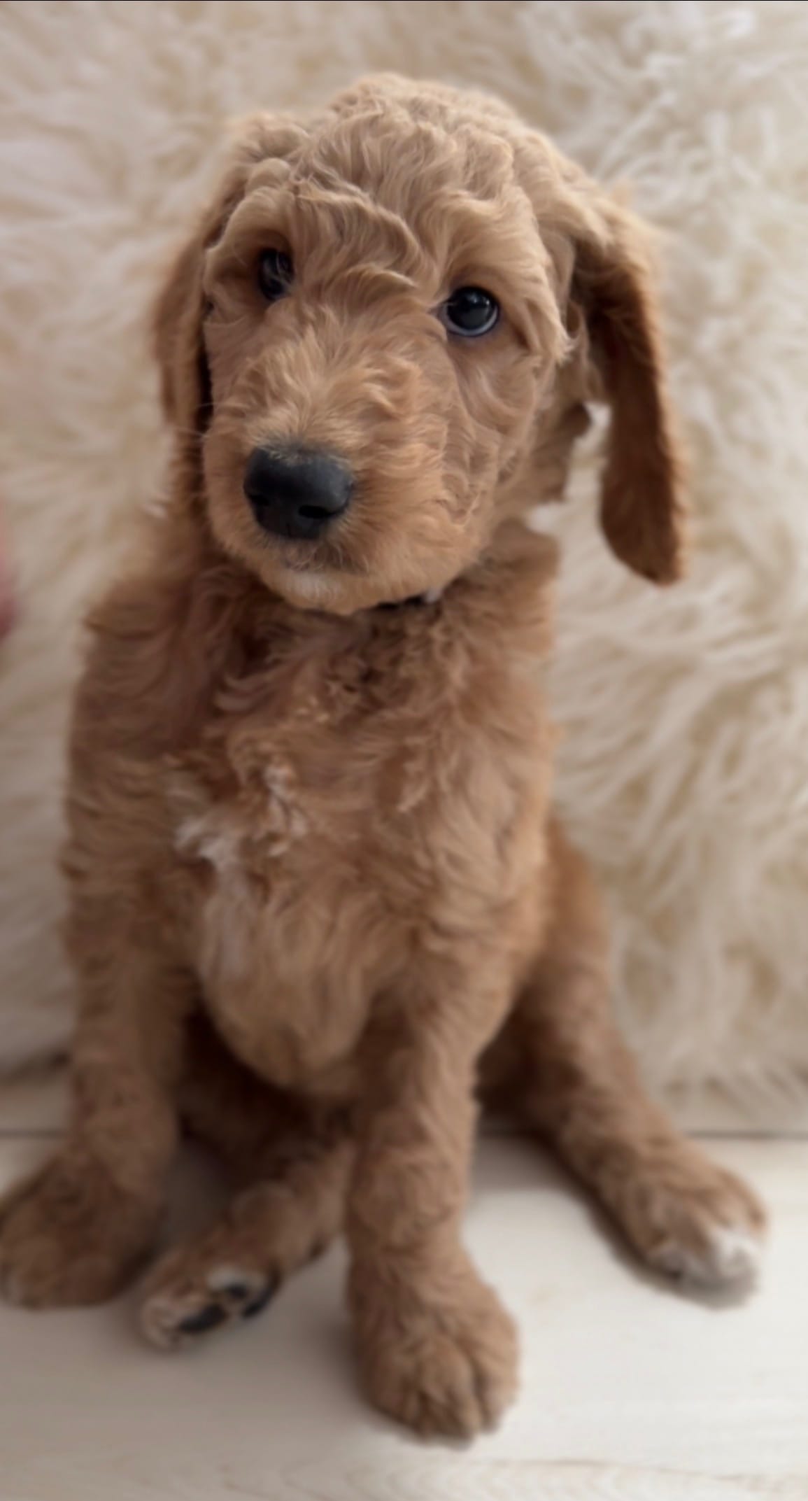 Charles  – Goldendoodle puppy for sale in Tampa, FL