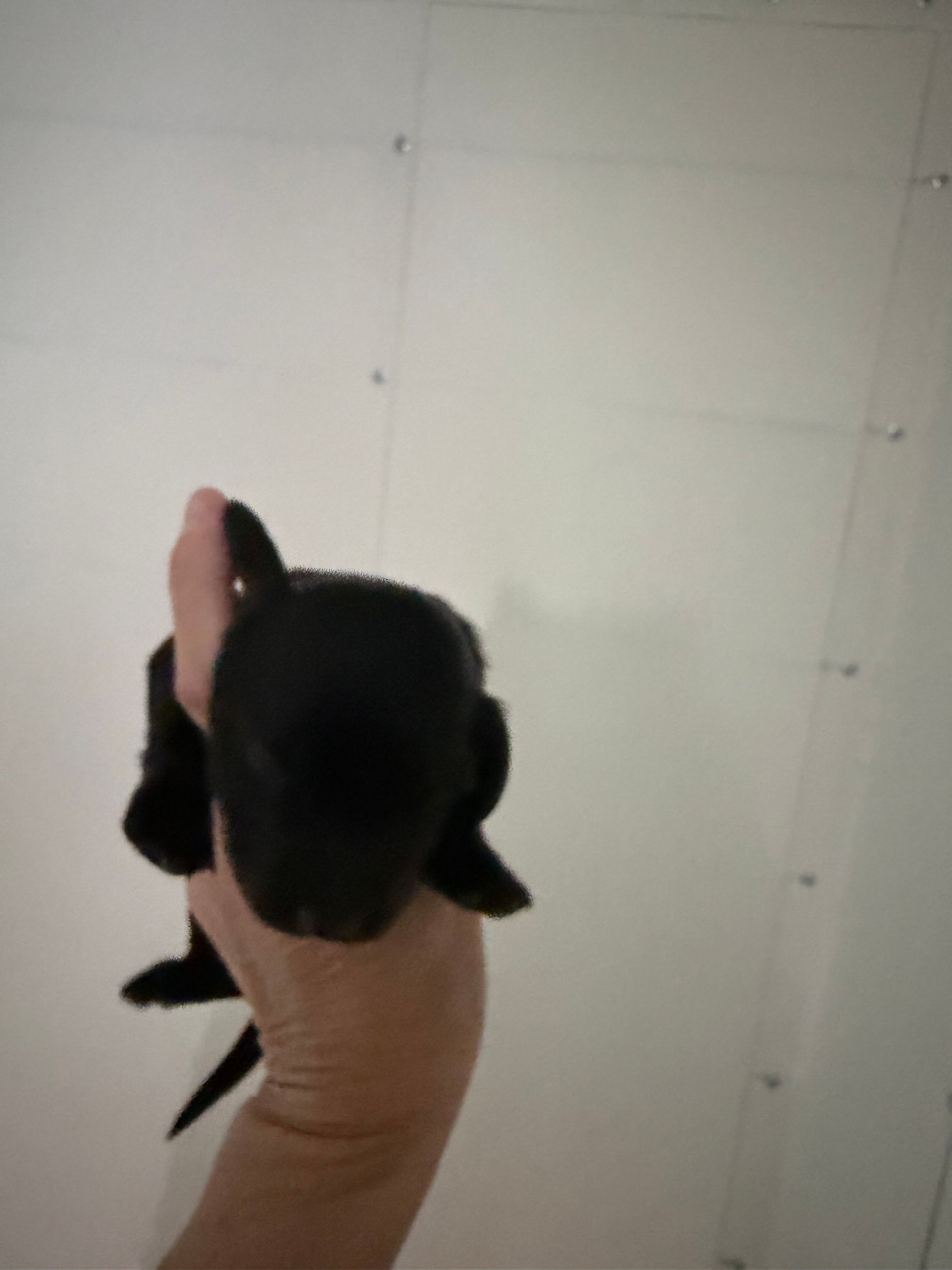 Solid Black AKC – Miniature Dachshund puppy for sale in Eubank, KY