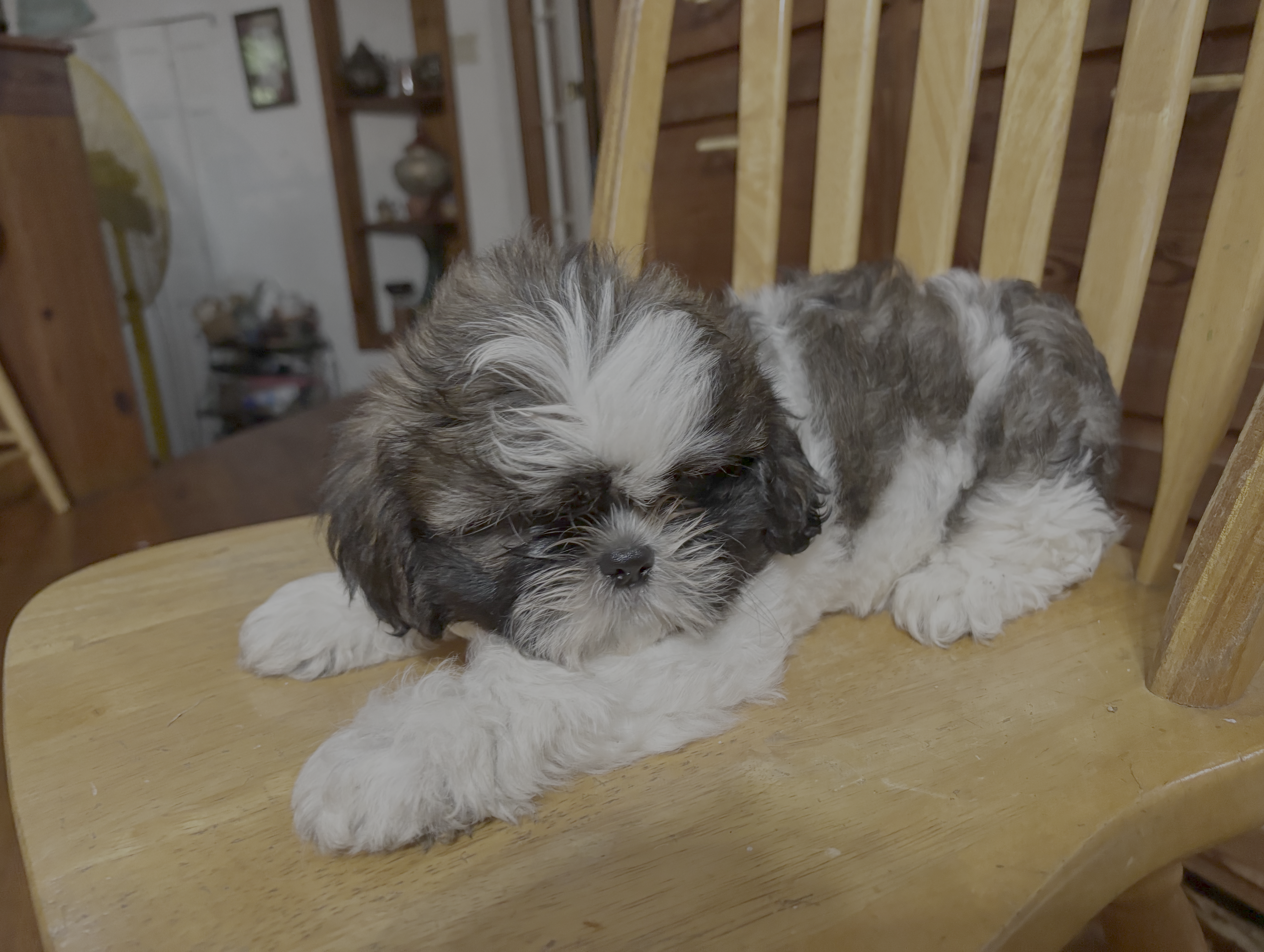 Rosey, a female Shih Tzu for sale in Florence, SC – Photo 2 of 2