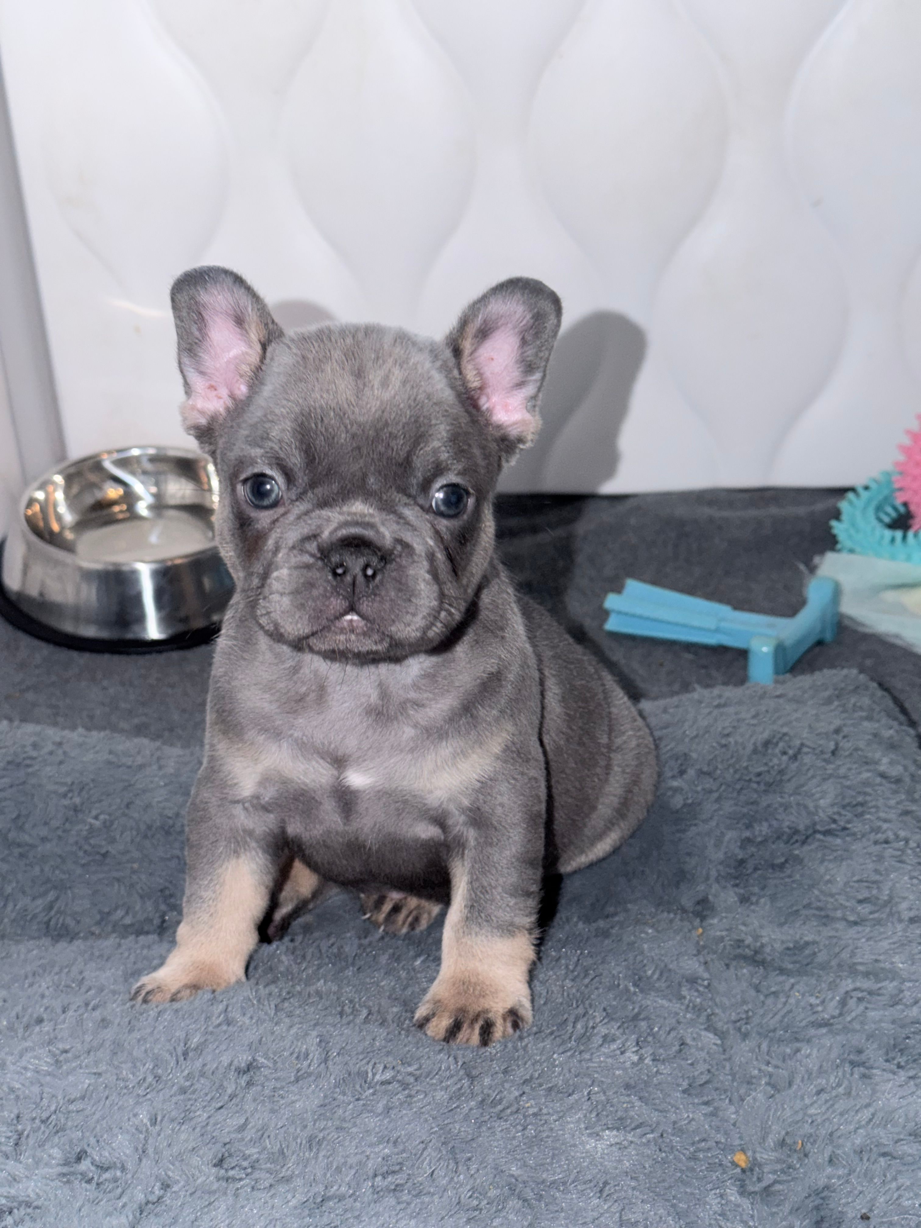Titan – French Bulldog puppy for sale in Walden, NY