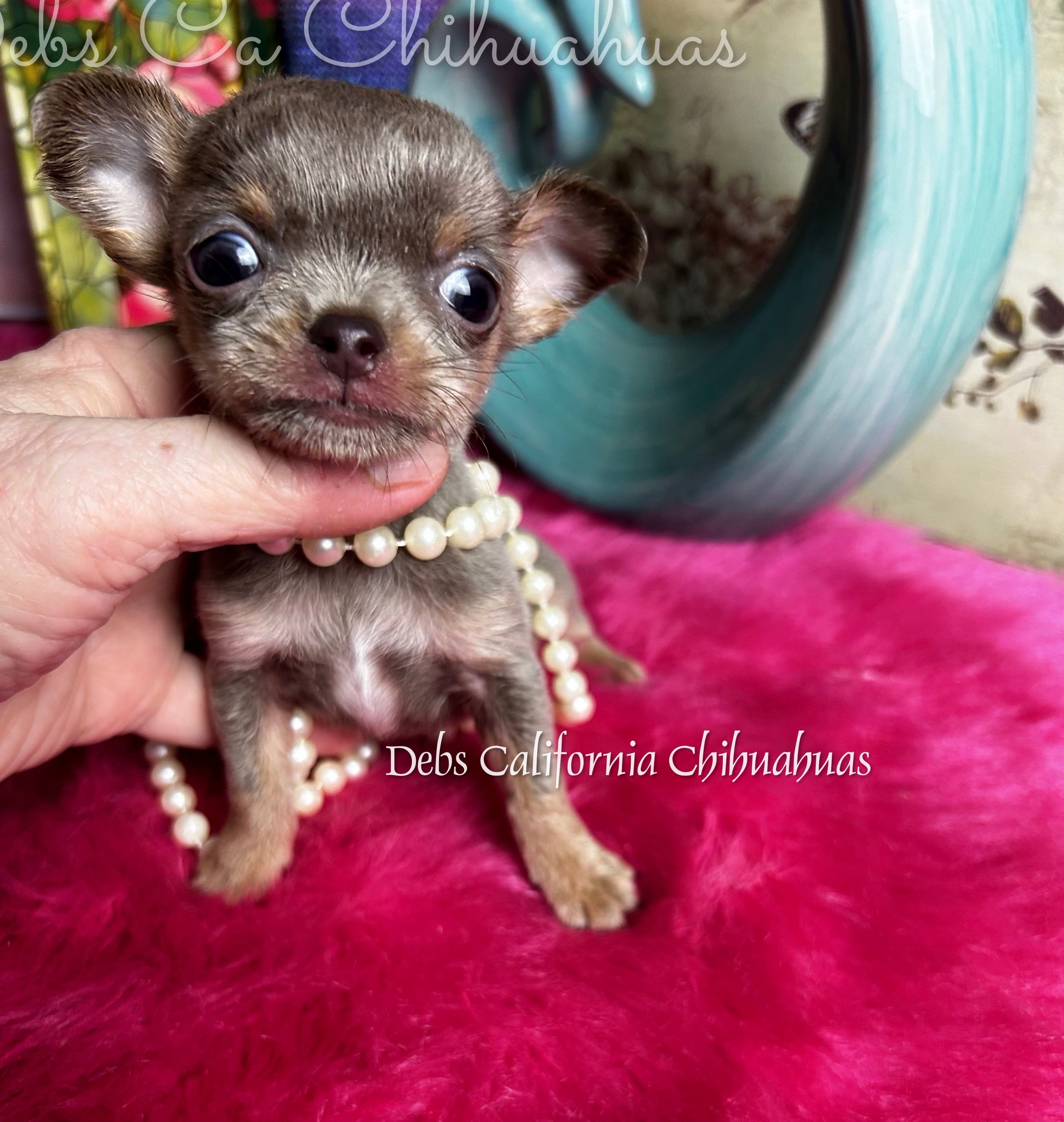 Tiny  Lilac Lou – Chihuahua puppy for sale in Tracy, CA