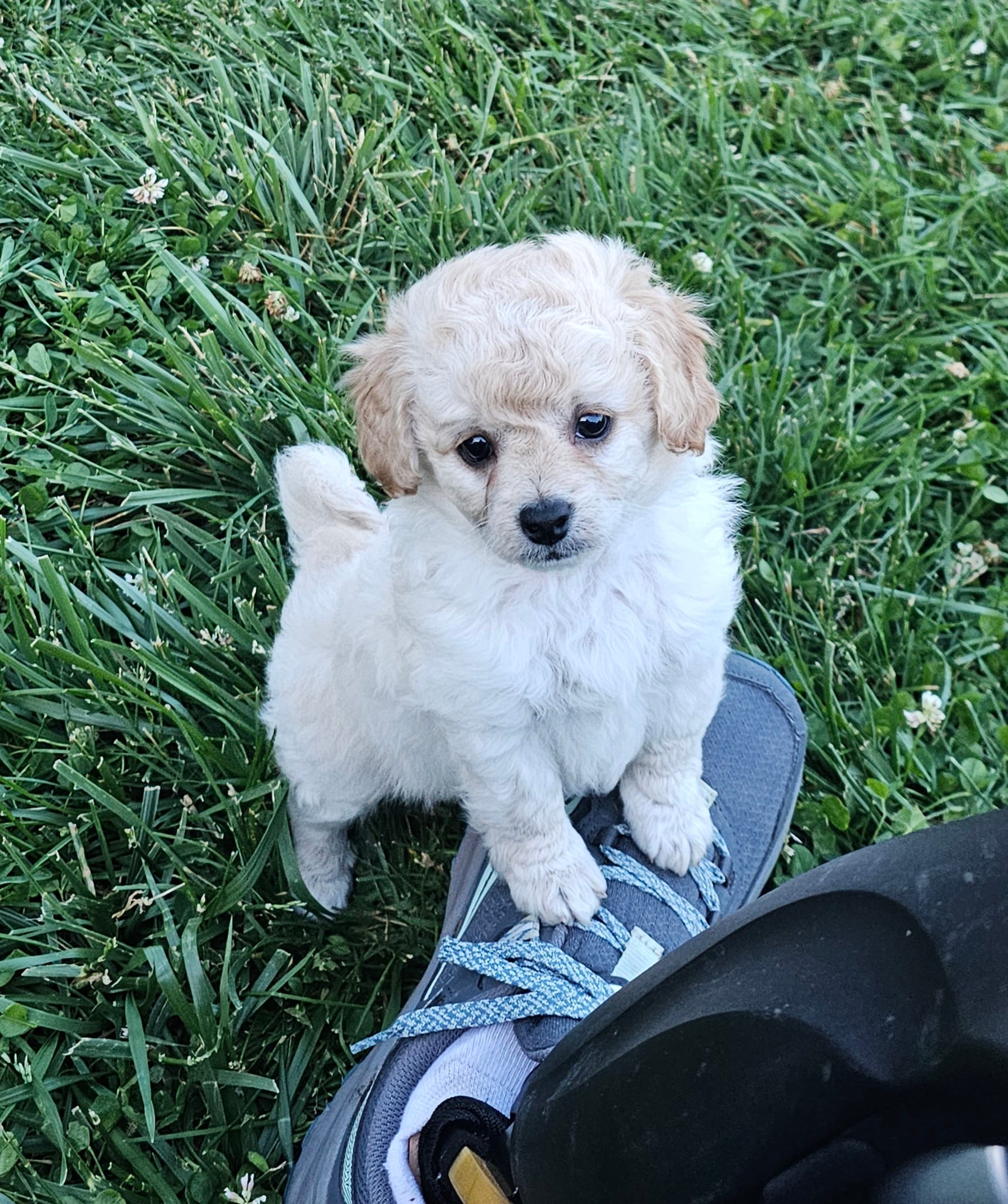 Curly Sue – Peekapoo, Poodle - Toy  puppy for sale in Lancaster, KY