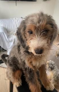 Harriet-2 – Bernedoodle, Miniature Bernedoodle puppy for sale in Lake Stevens, WA