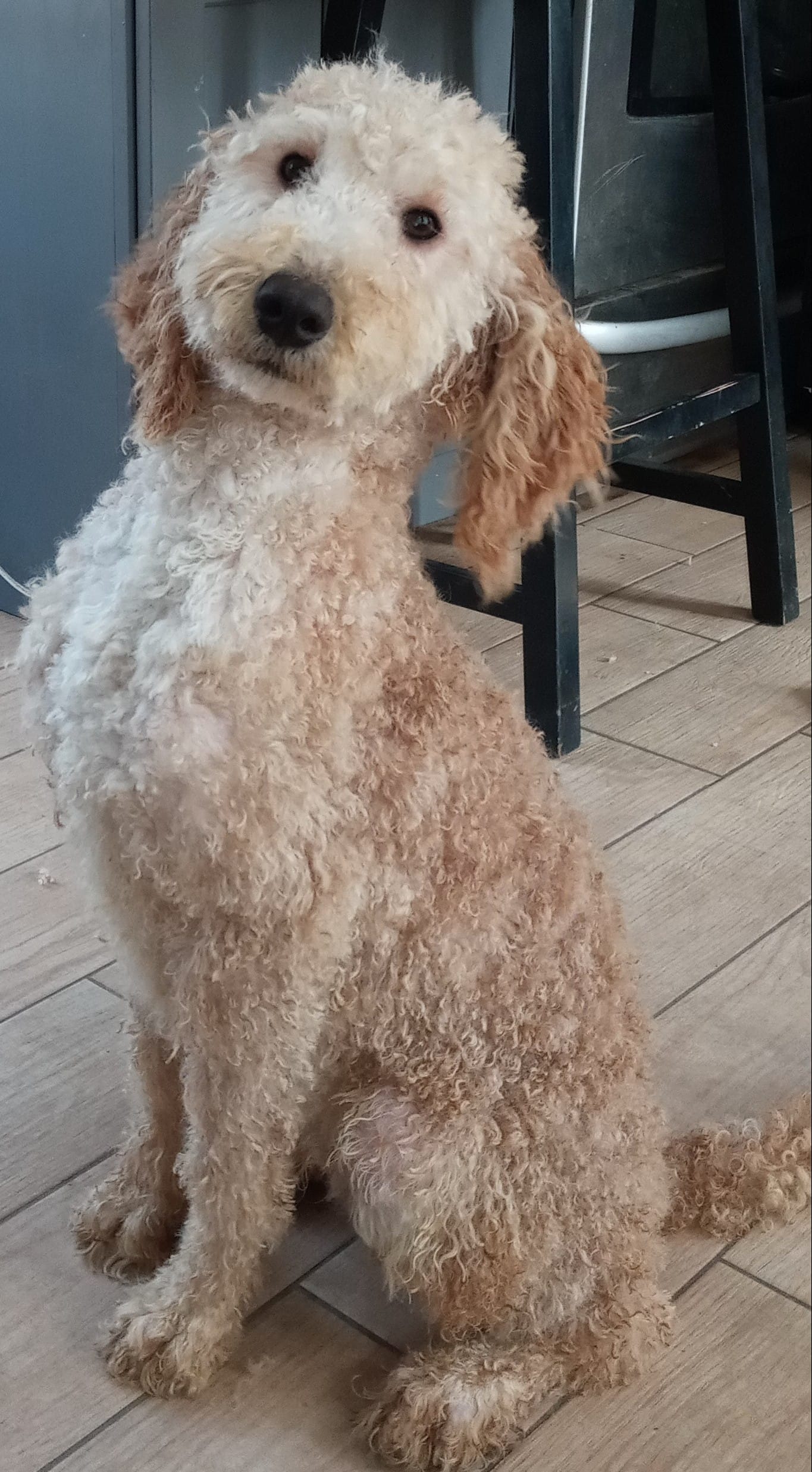 Ralph – Goldendoodle, Poodle - Miniature  puppy for sale in Granite Falls, WA