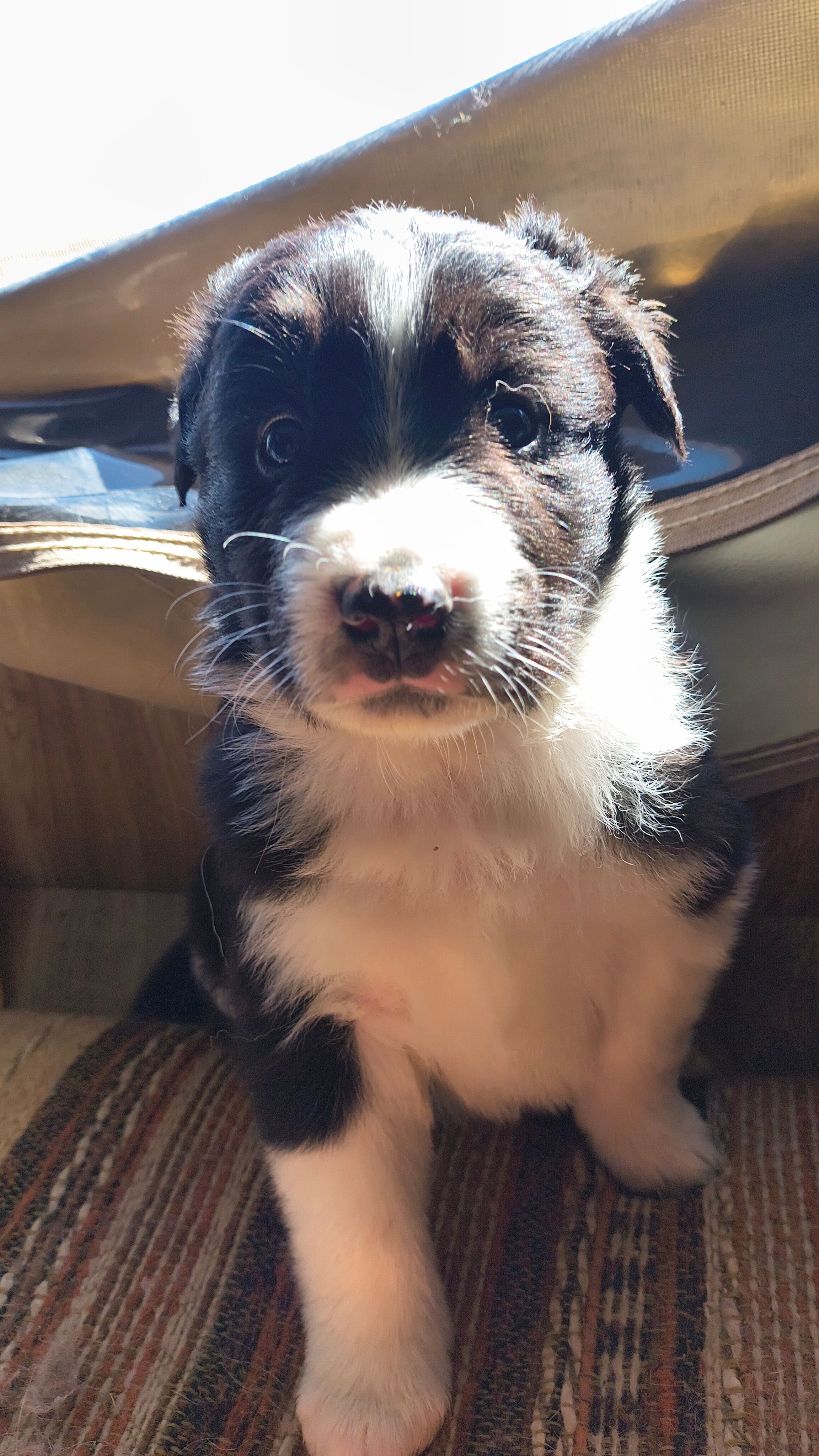 Max – Australian Shepherd, Great Pyrenees puppy for sale in Alamosa, CO