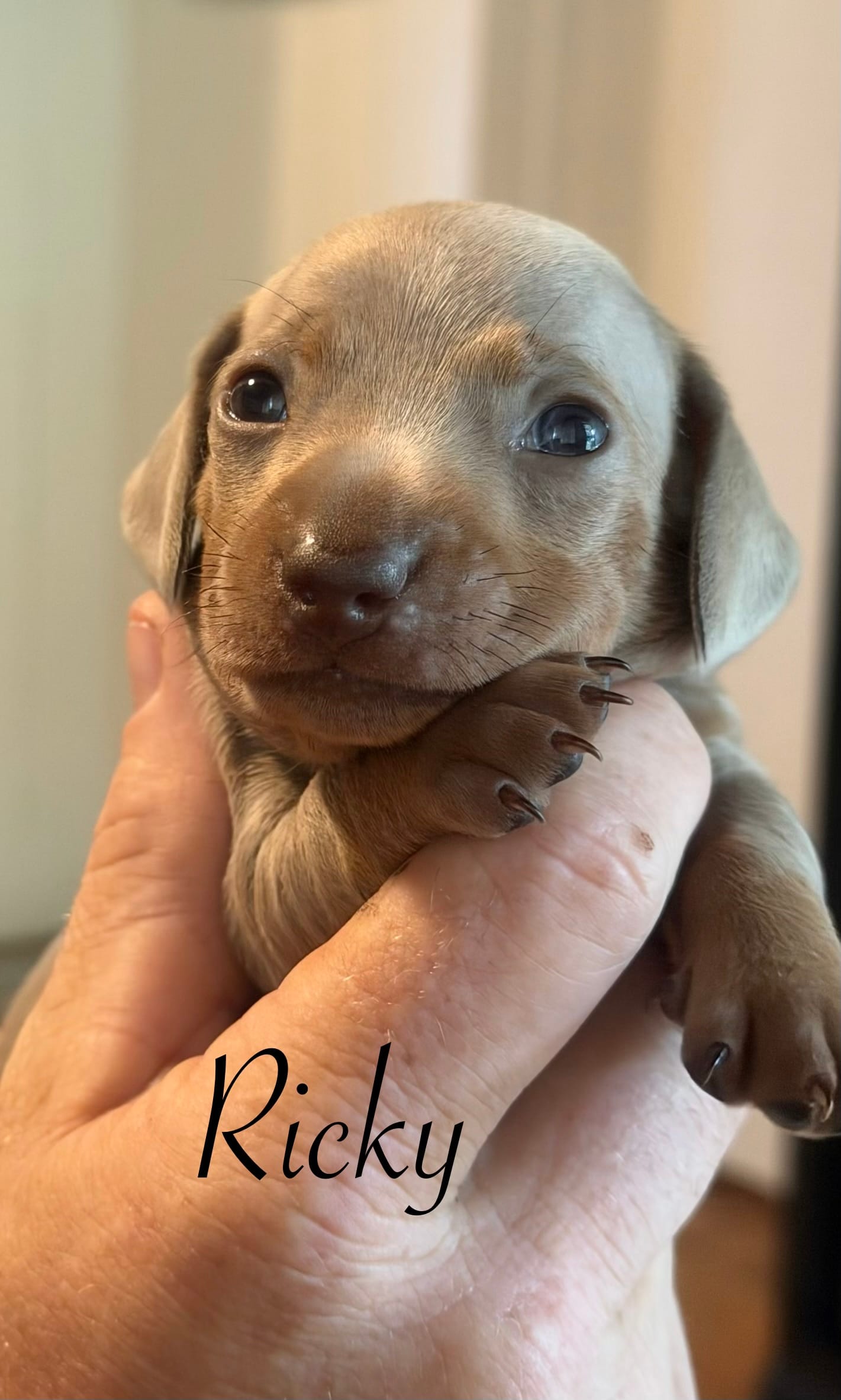 Rickey – Miniature Dachshund puppy for sale in Winston-Salem, NC