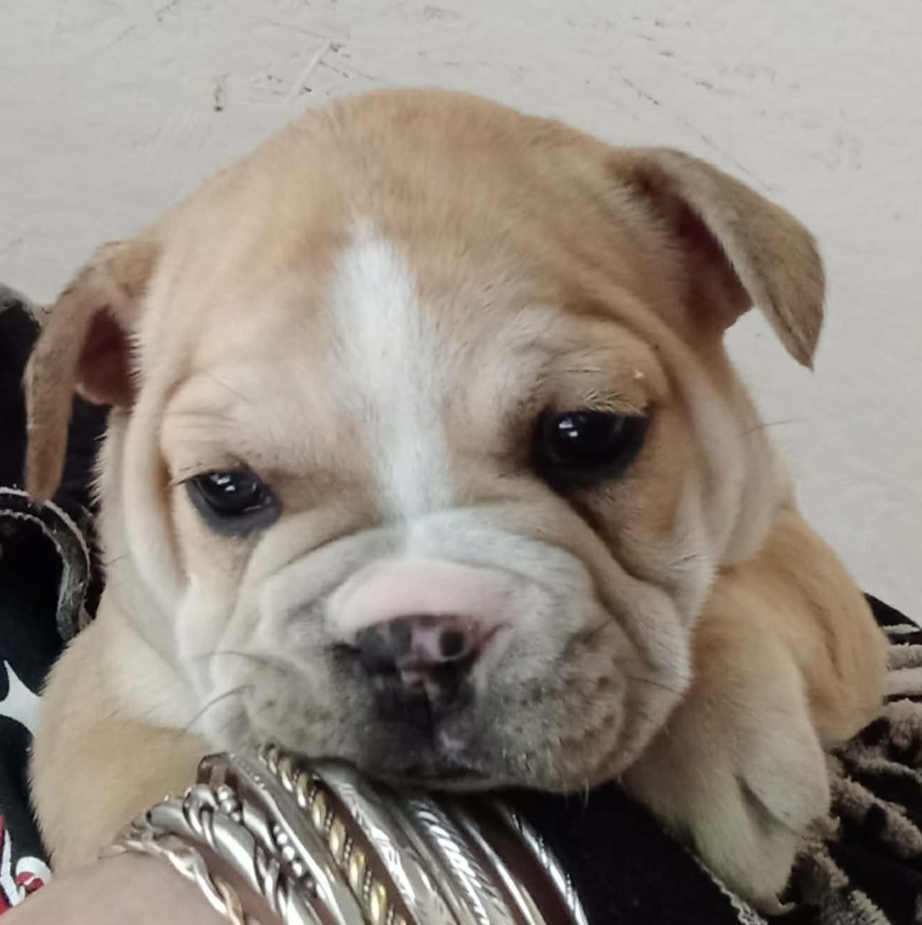 Nubbins – French Bulldog puppy for sale in East Peoria, IL