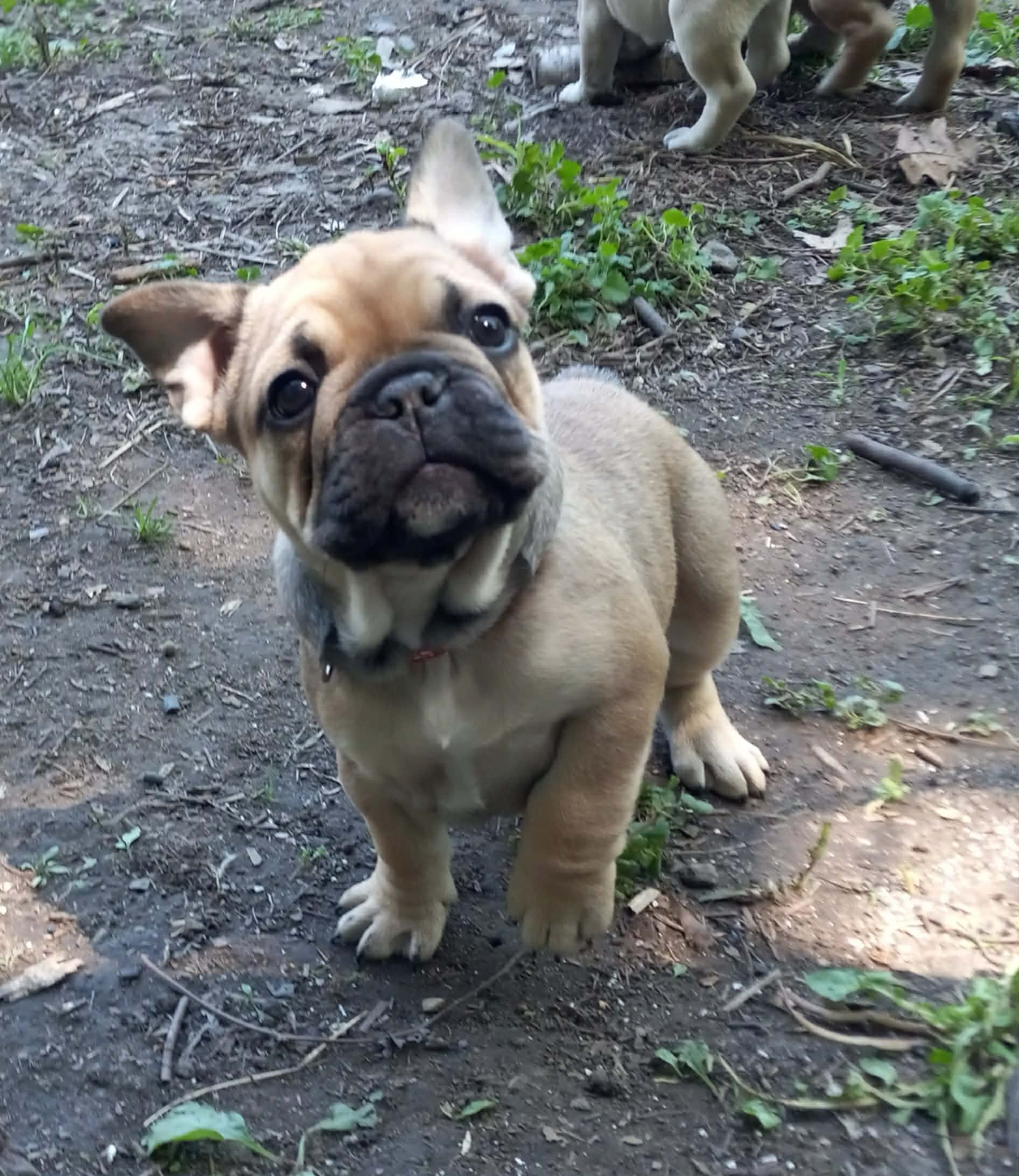 Red – French Bulldog puppy for sale in East Peoria, IL