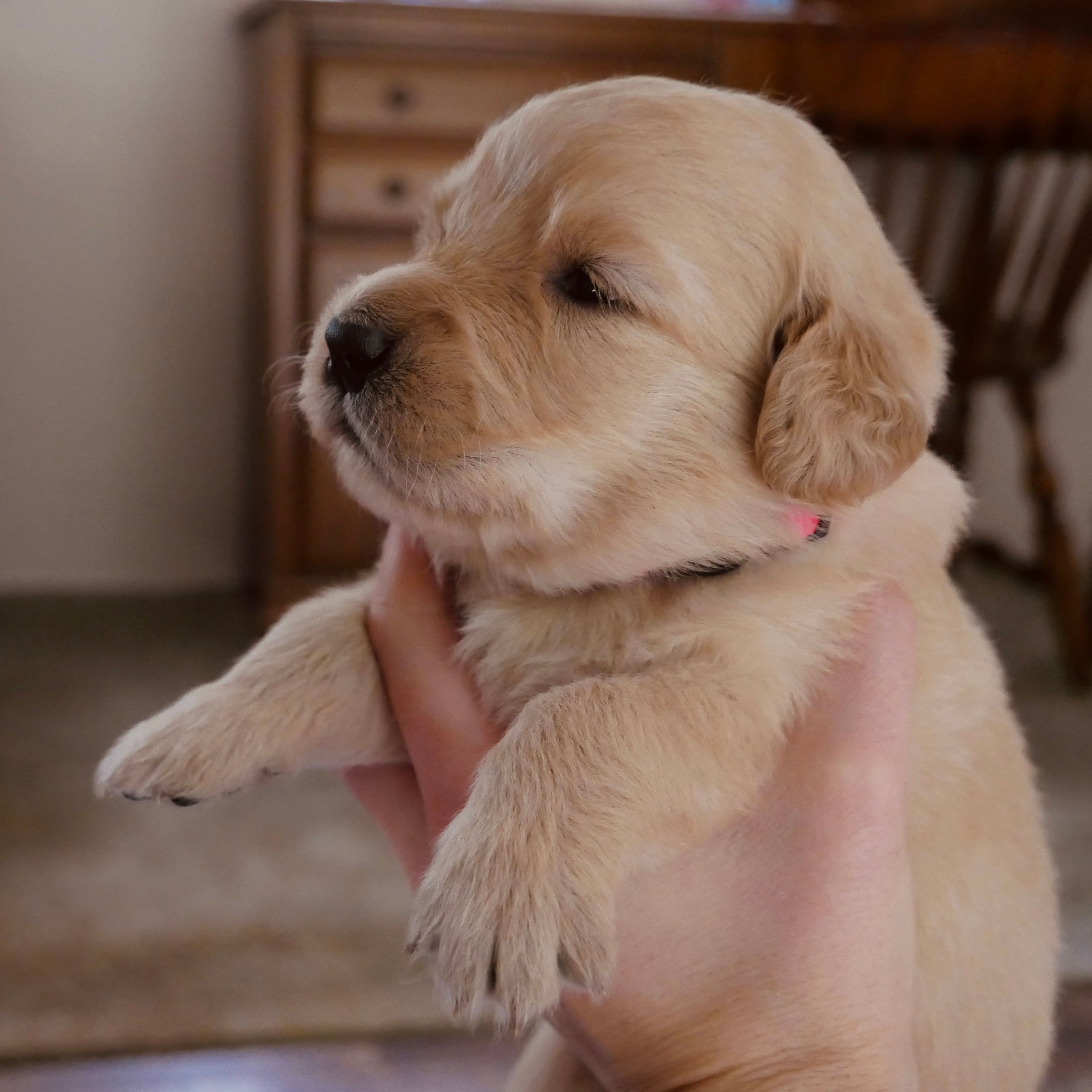 Sweetheart – Golden Retriever puppy for sale in Roanoke, VA