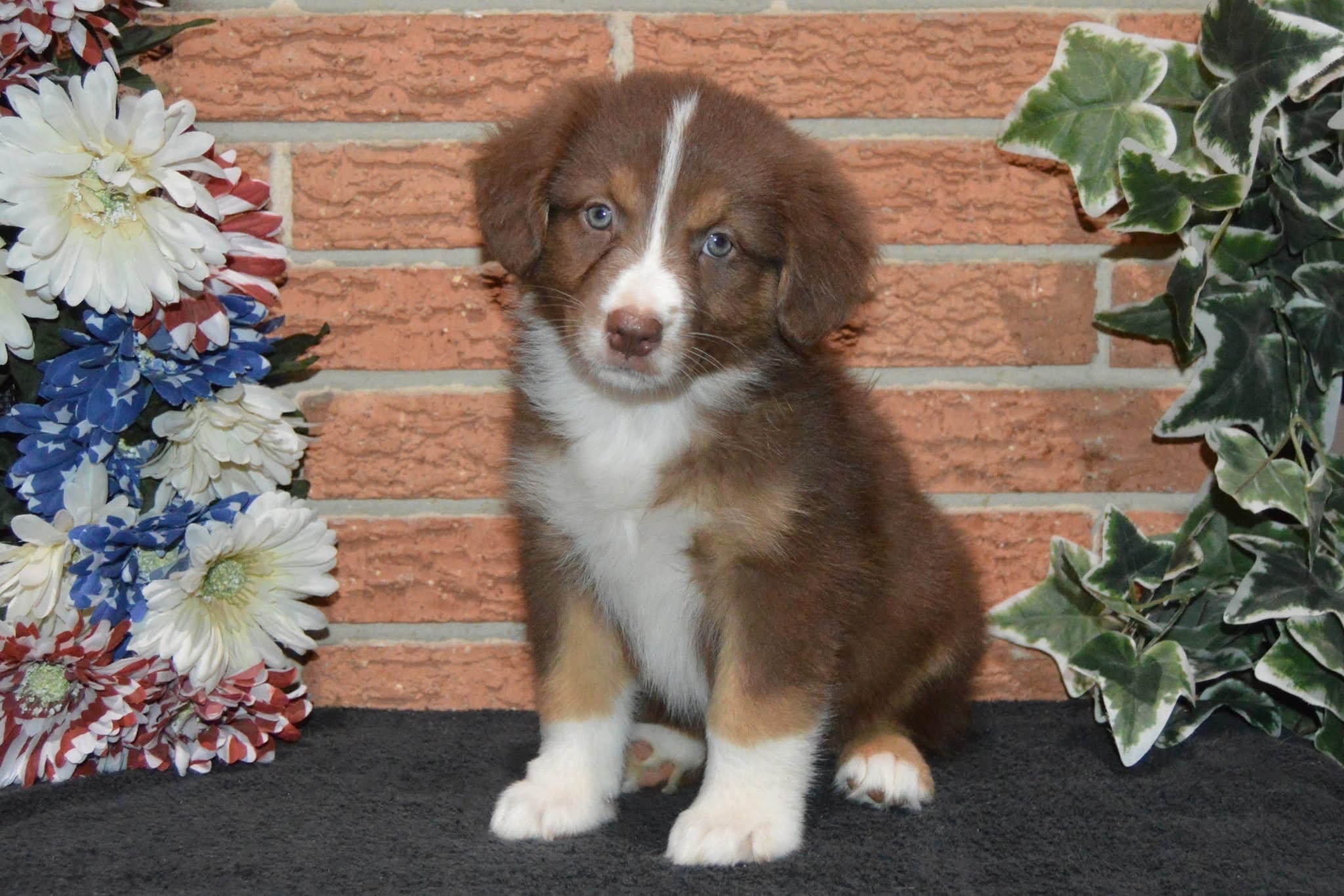 Kora #9 – Australian Shepherd puppy for sale in Canton, TX