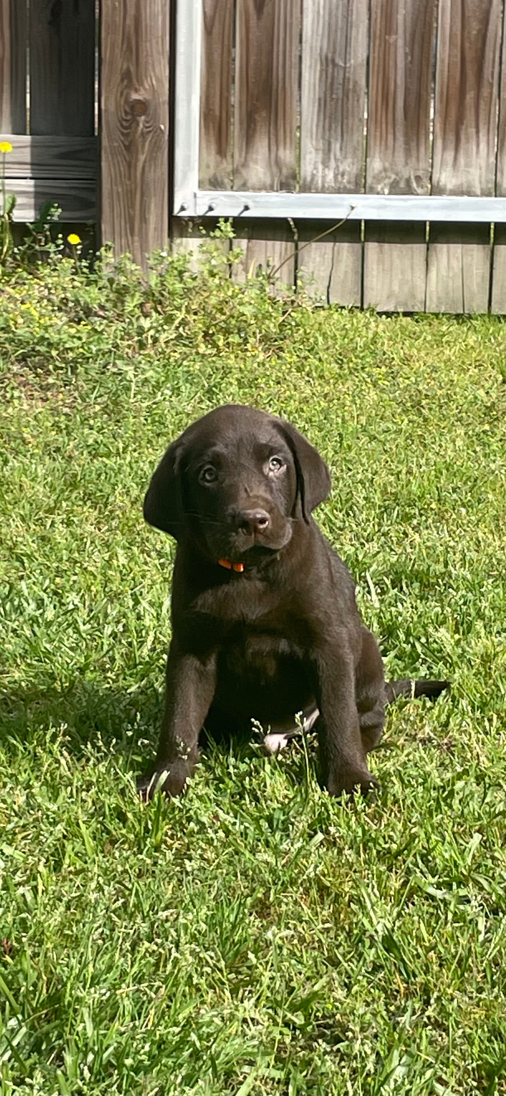 Chocolate Male-AKC(Orange) – Labrador Retriever puppy for sale in Harlem, GA